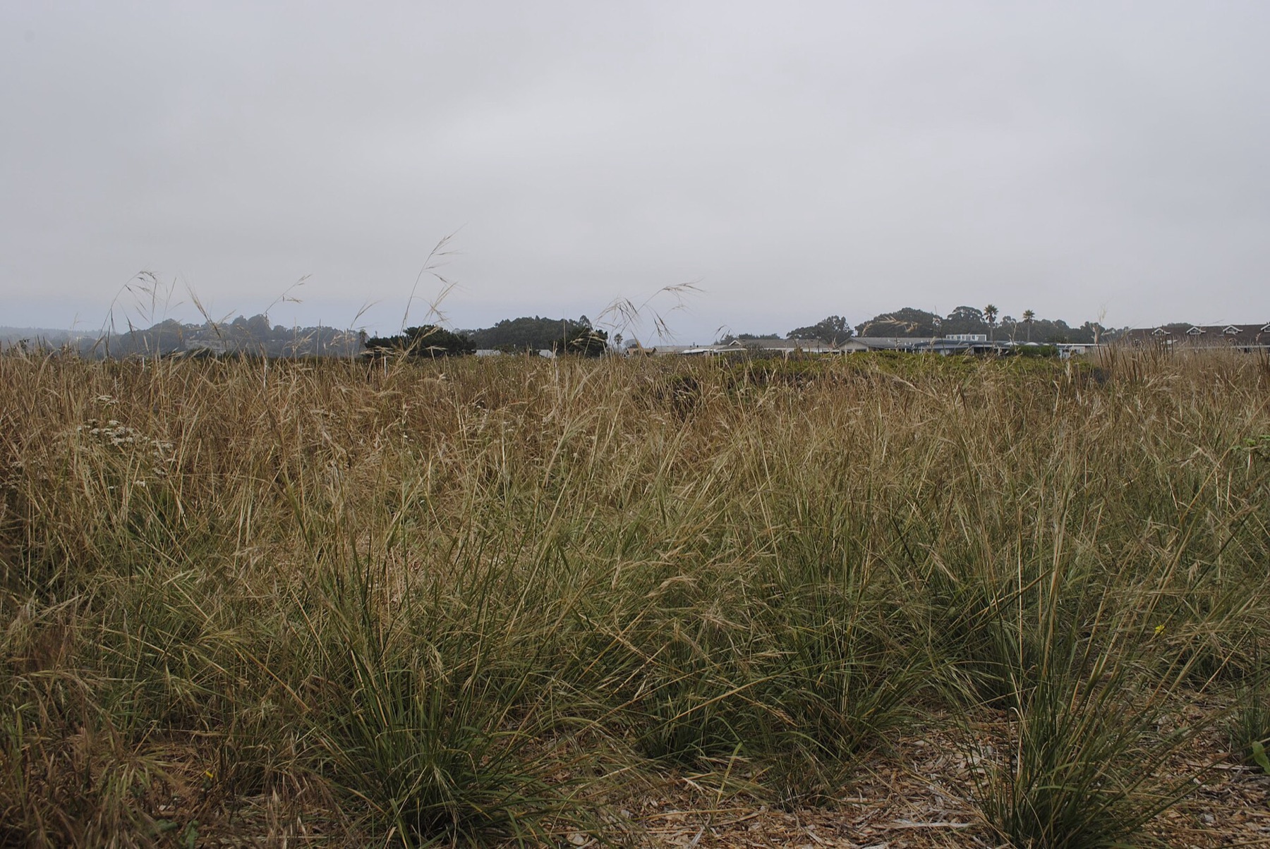 Purple Needlegrass — photo 18