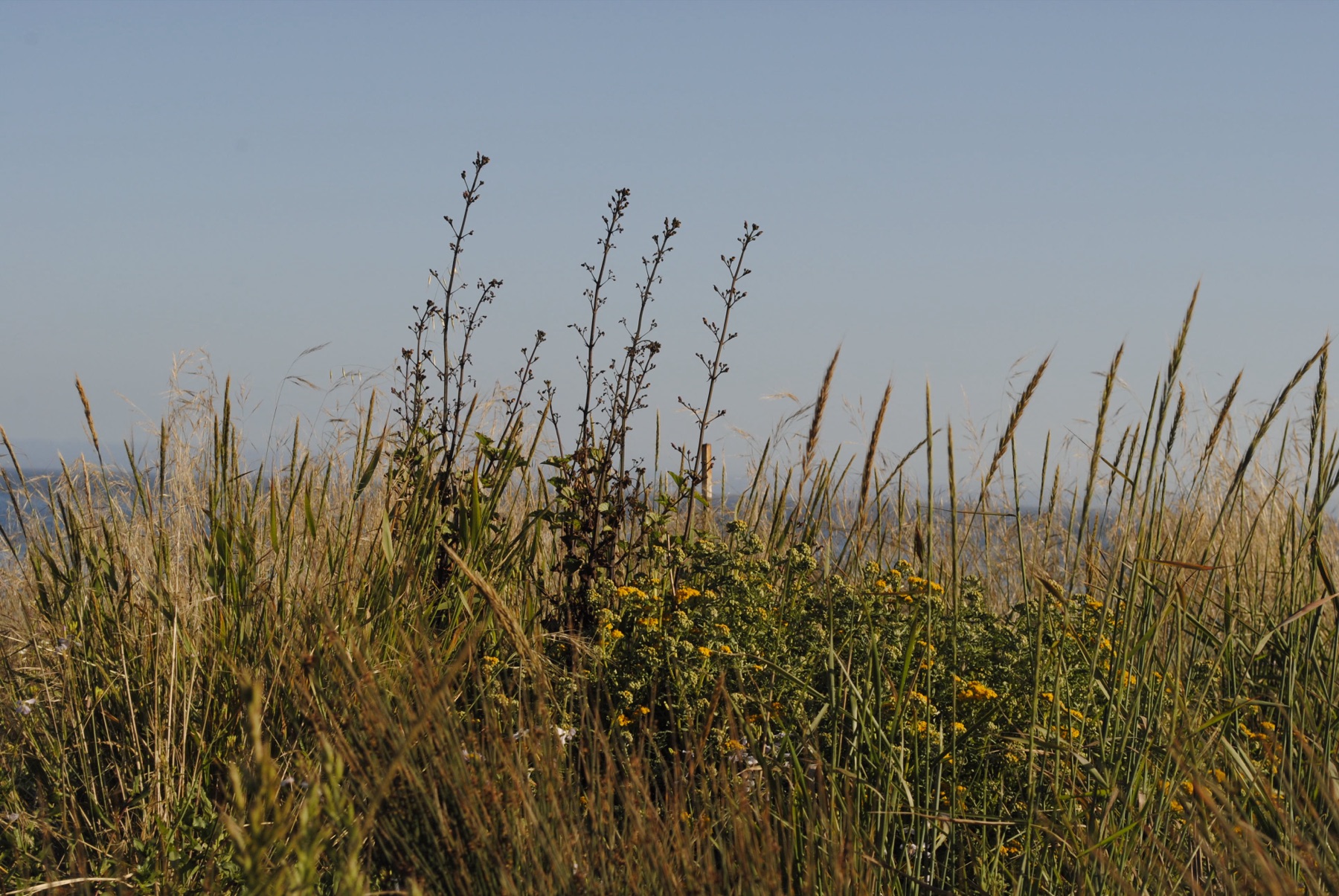 Purple Needlegrass — photo 19
