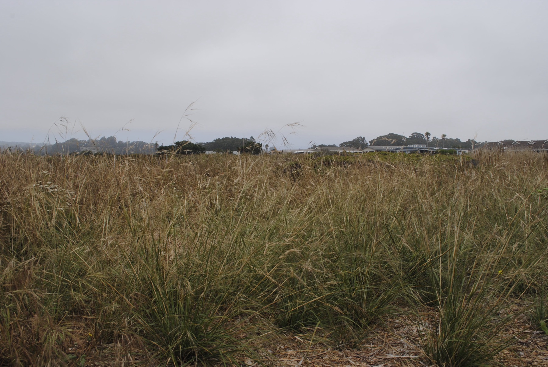 Purple Needlegrass — photo 20