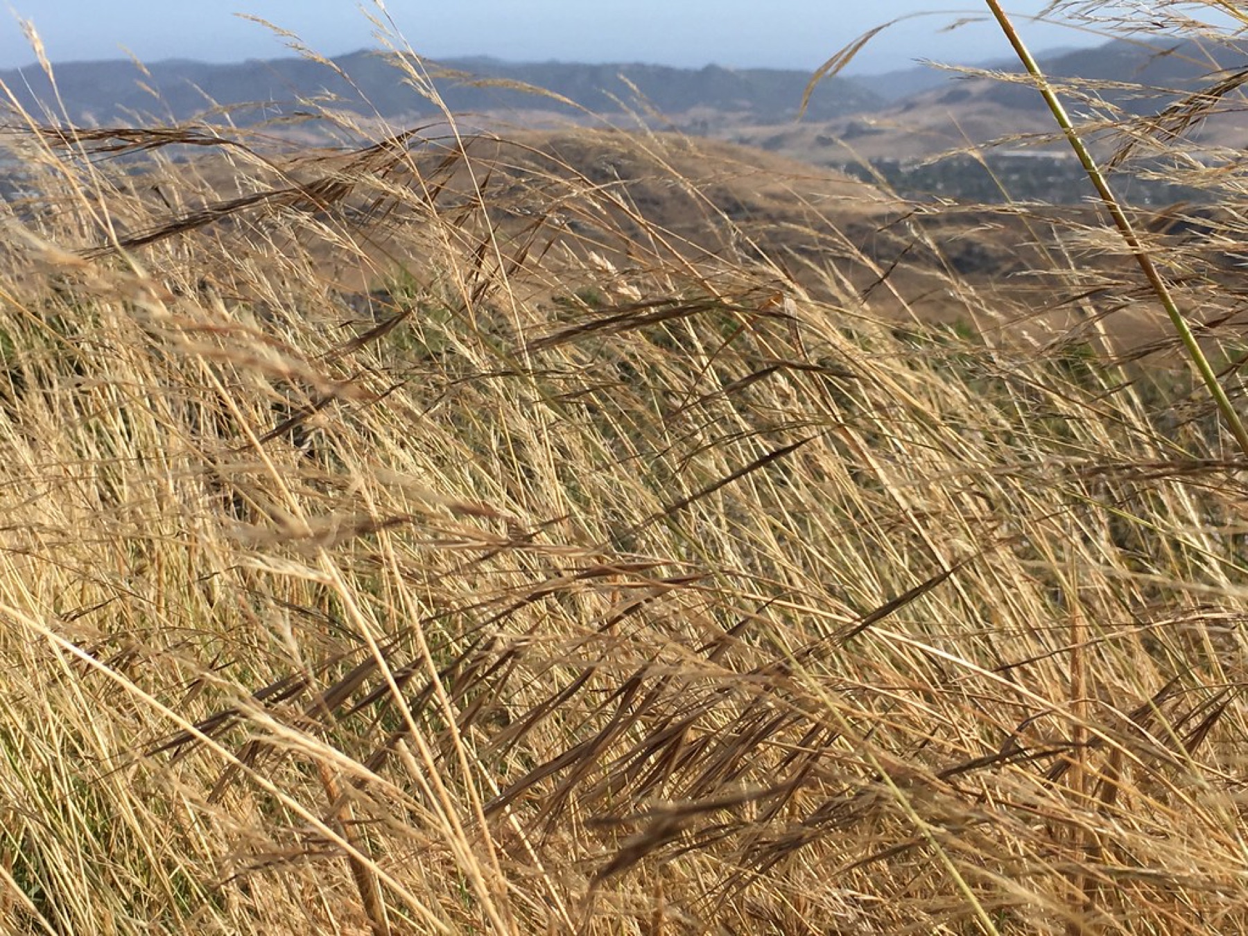 Purple Needlegrass — photo 22