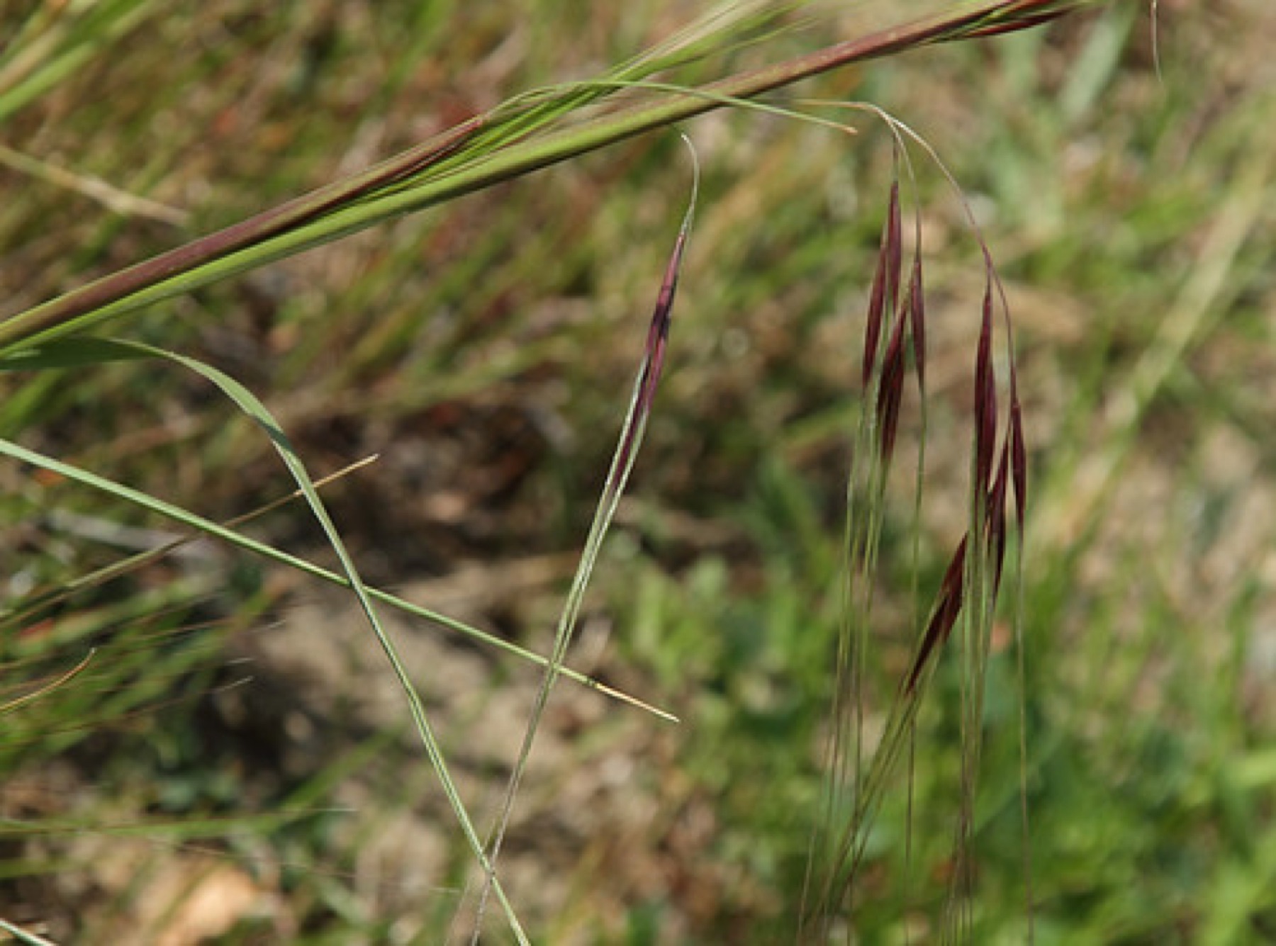 Purple Needlegrass — photo 2