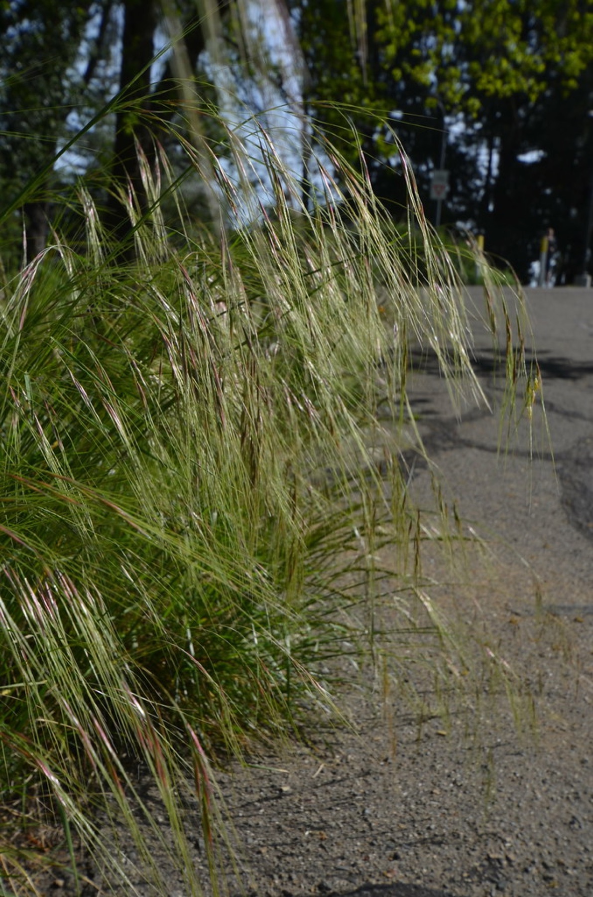 Purple Needlegrass — photo 3