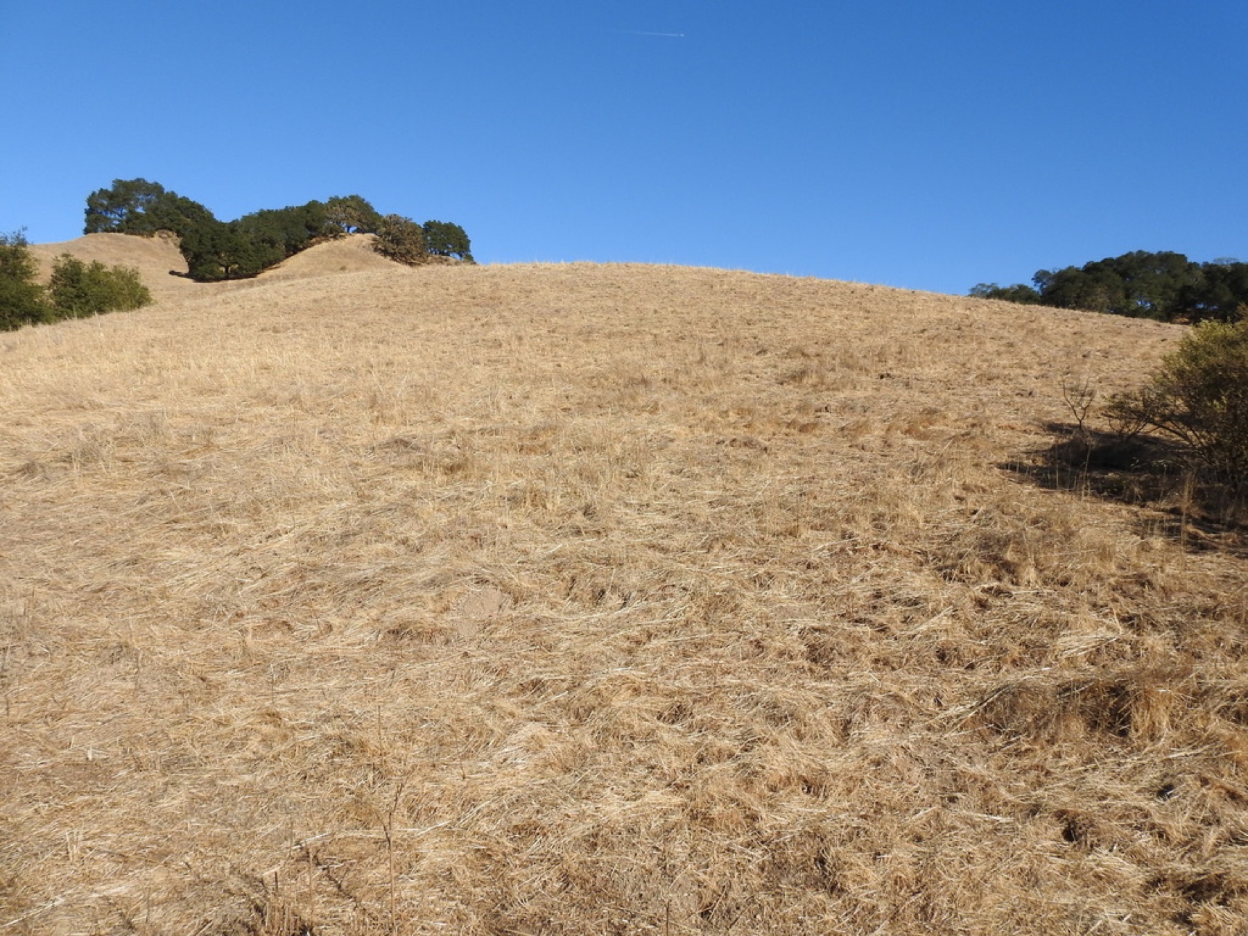 Purple Needlegrass — photo 4