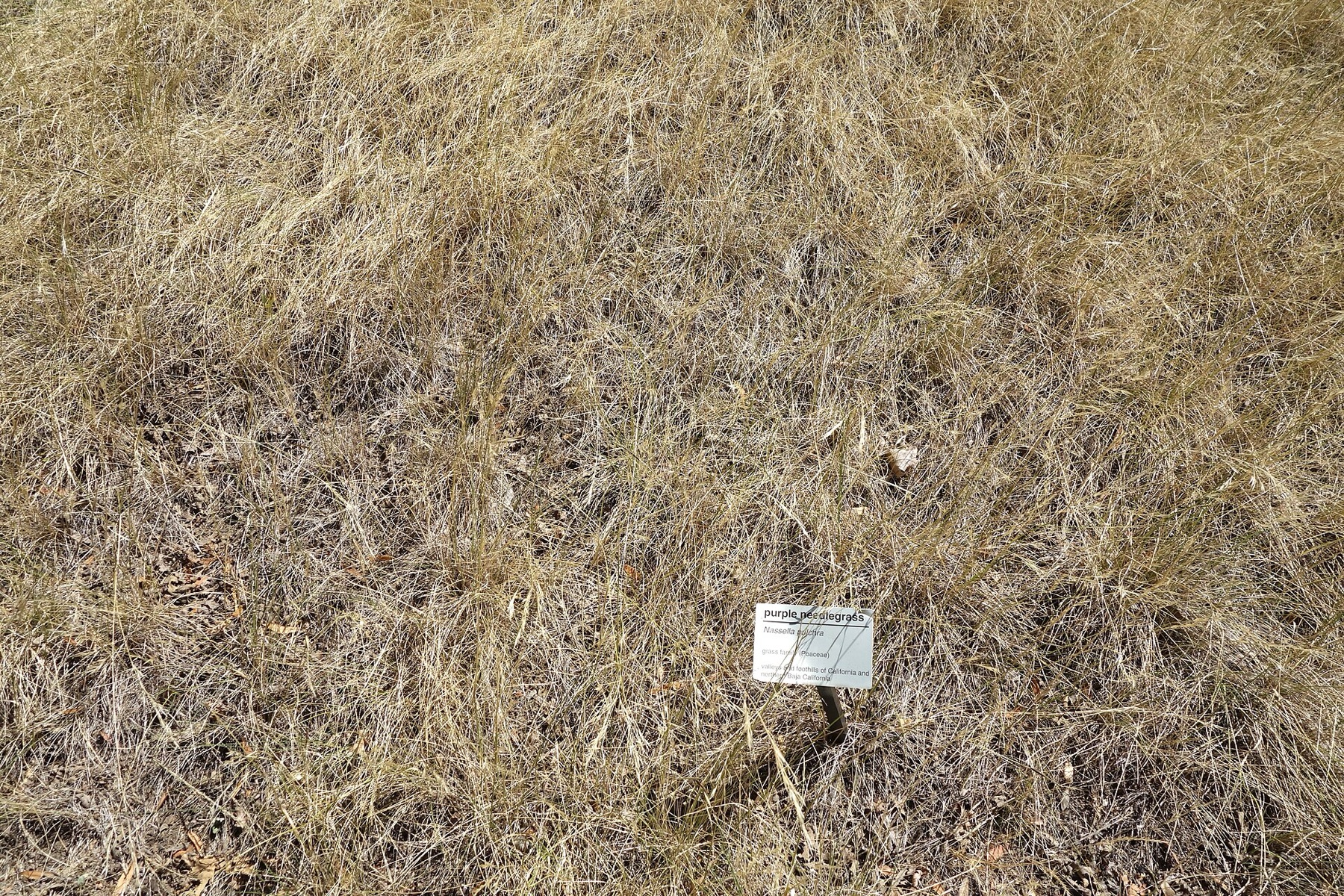 Purple Needlegrass — photo 5