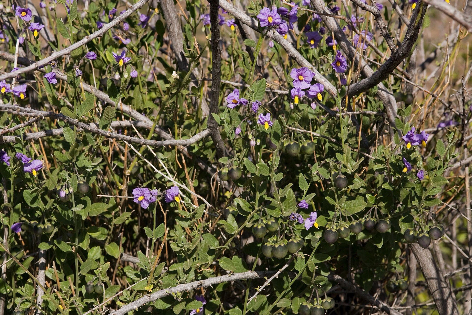 Purple Nightshade — photo 6