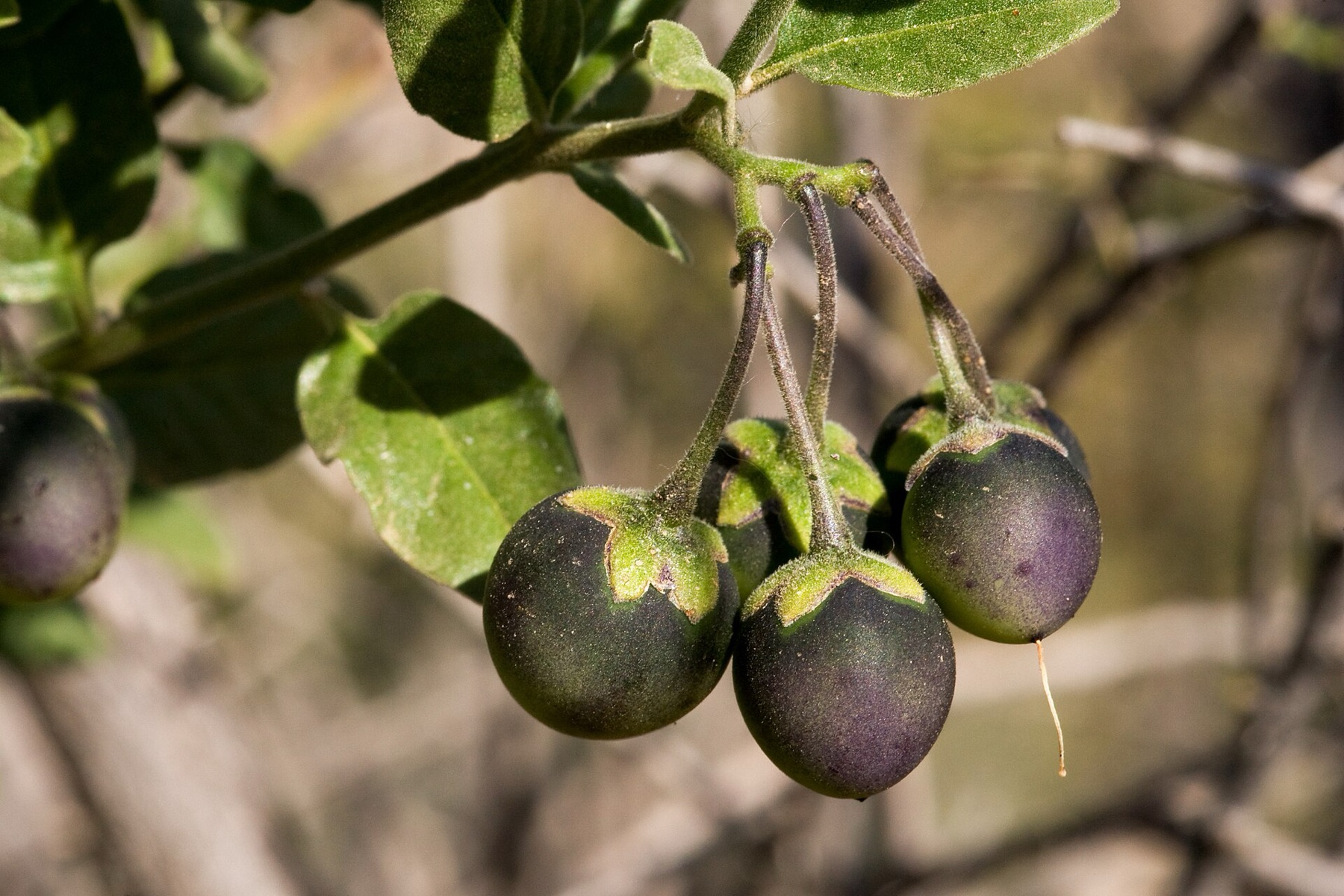 Purple Nightshade — photo 7