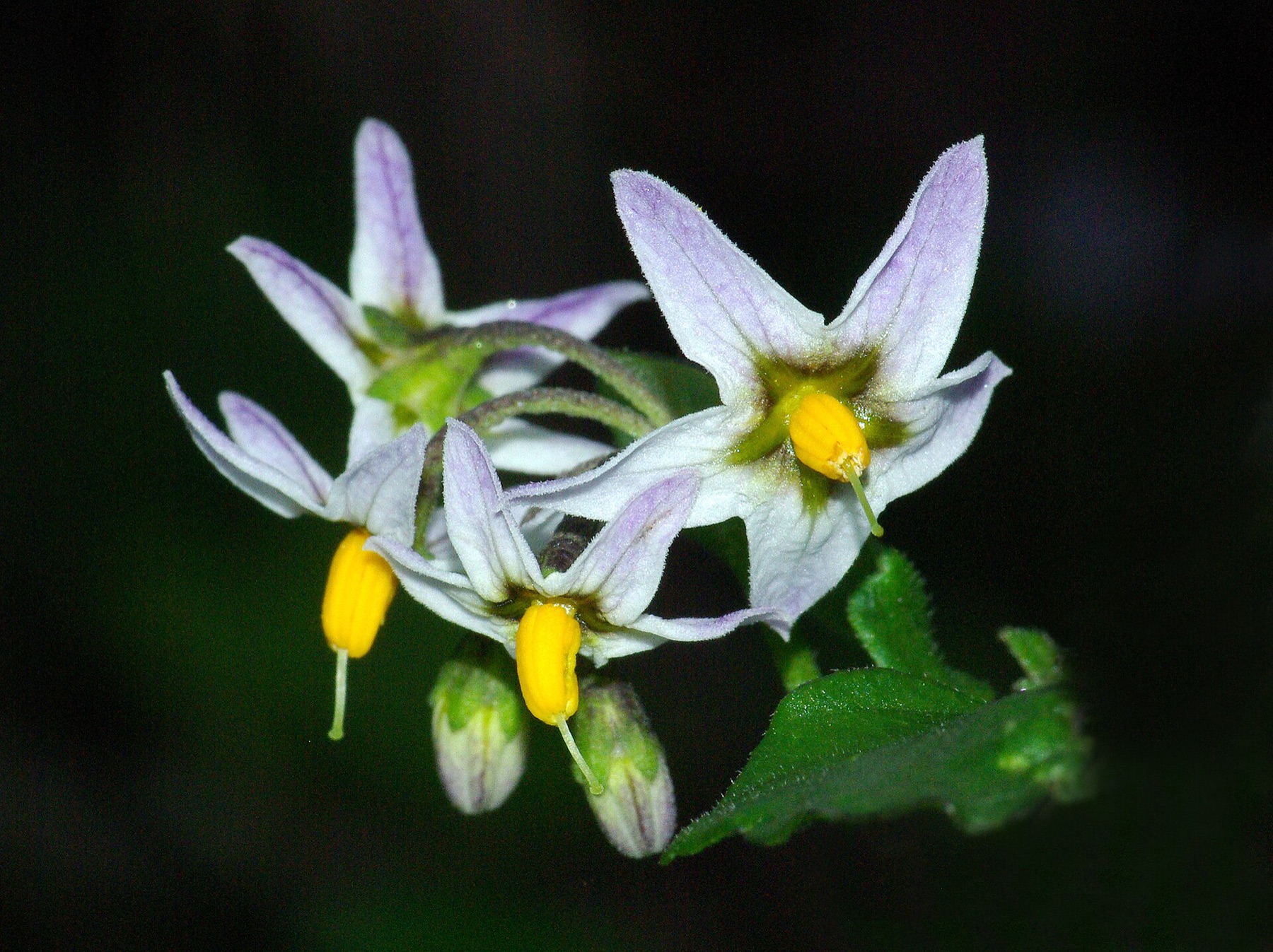 Purple Nightshade — photo 8