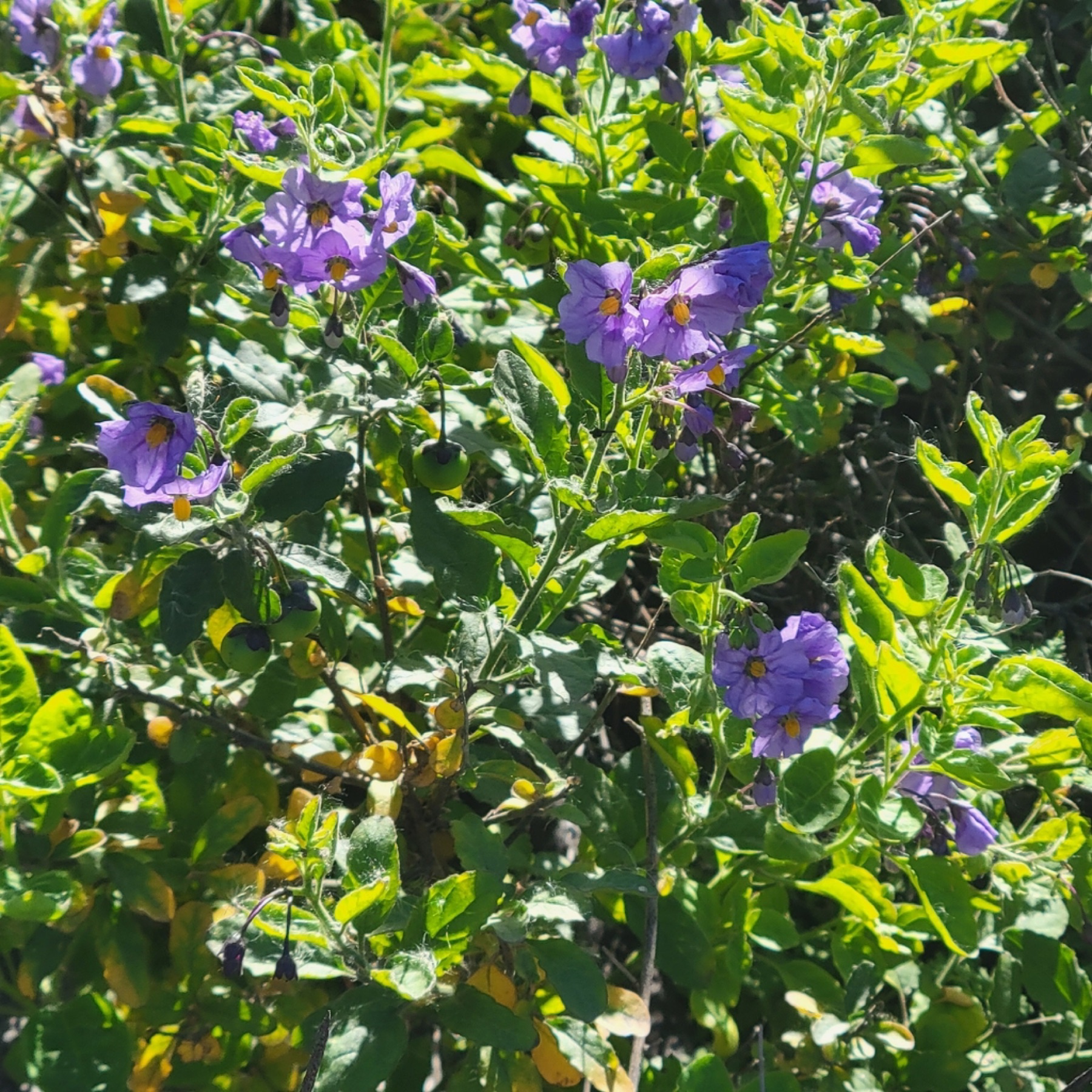Purple Nightshade — photo 9
