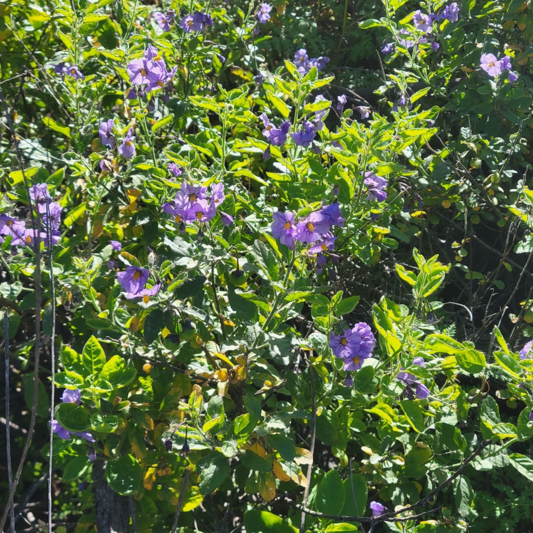 Purple Nightshade — photo 10