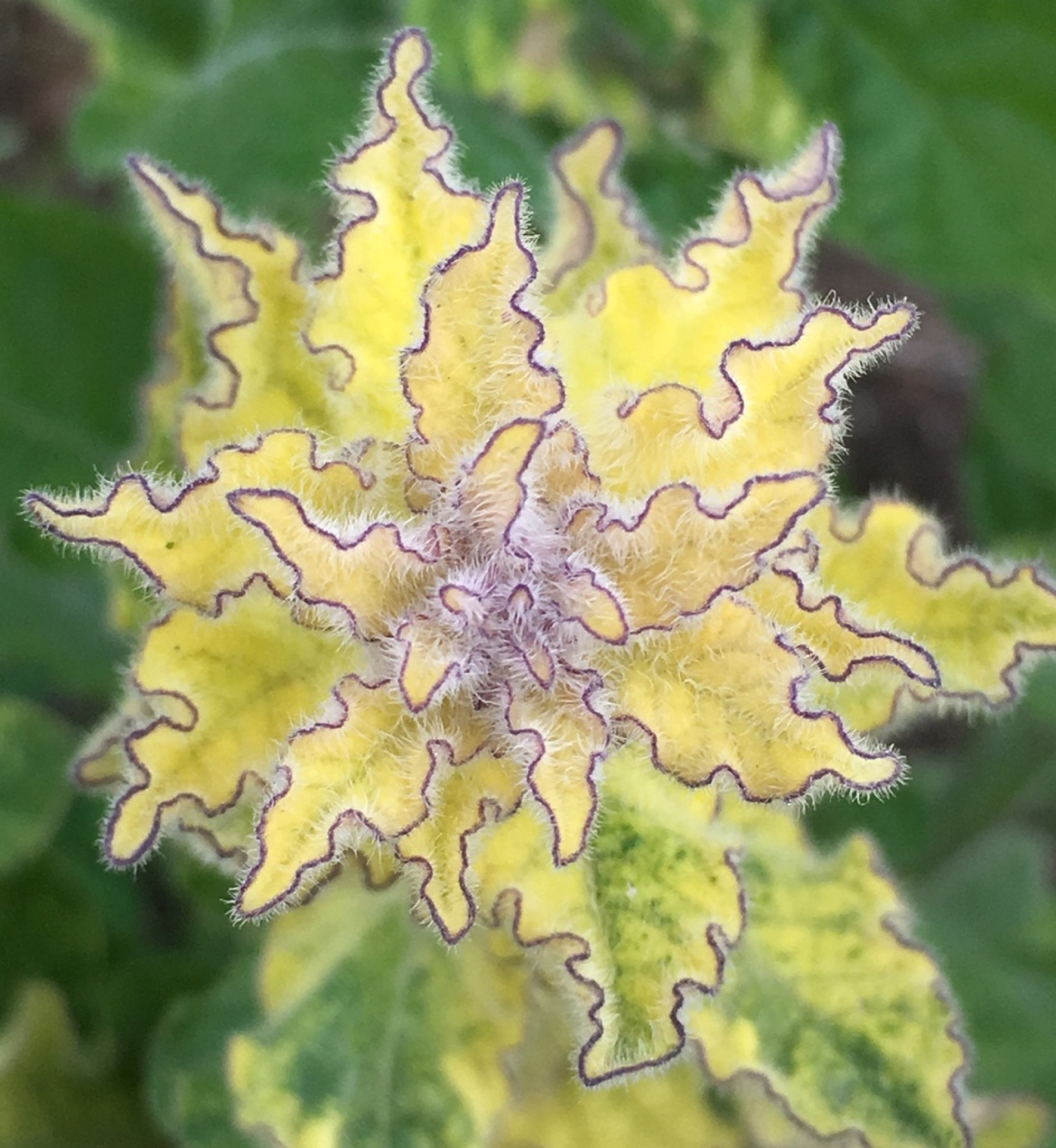 Purple Nightshade — photo 11