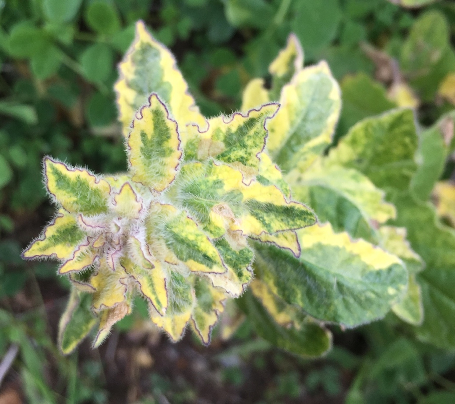 Purple Nightshade — photo 12