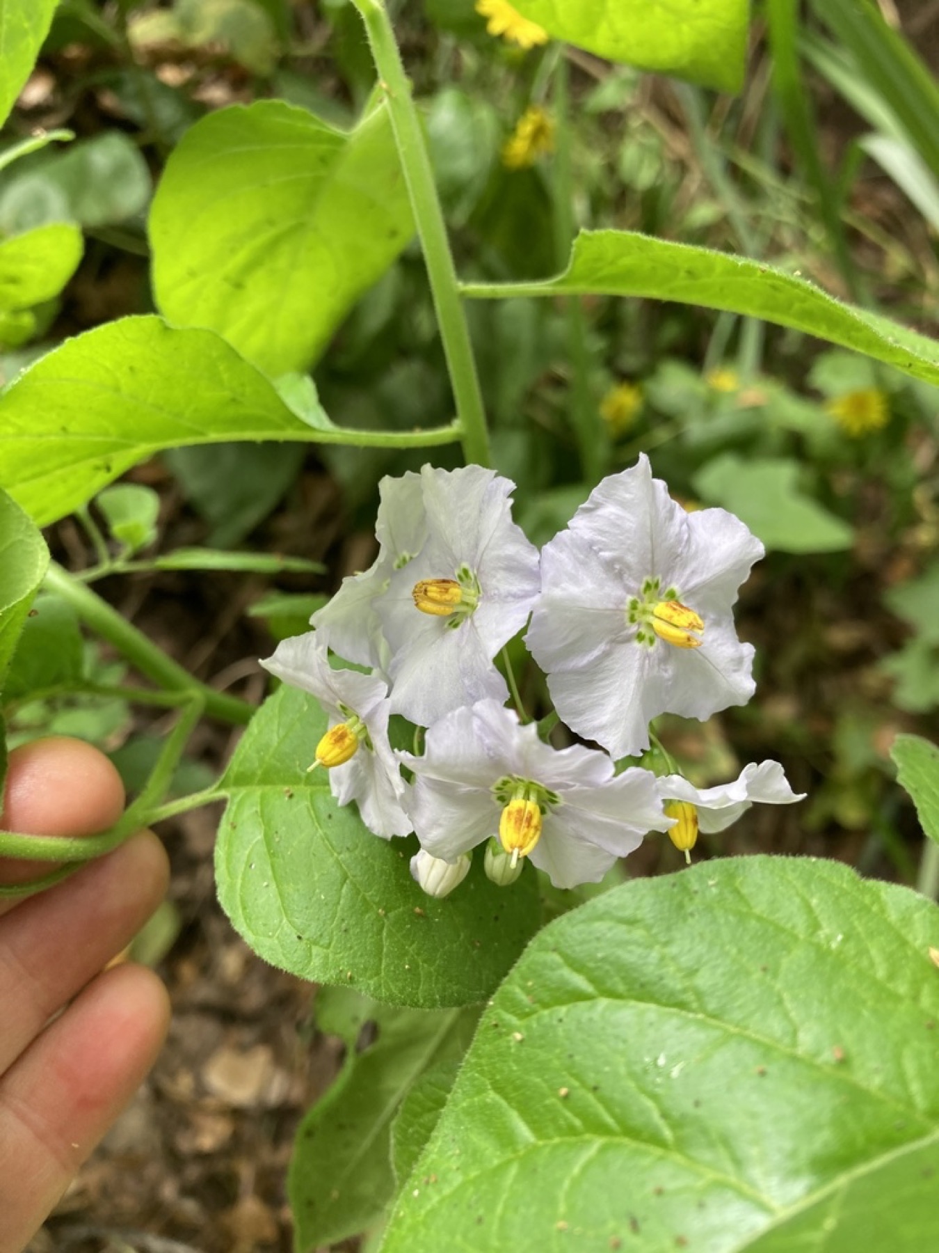 Purple Nightshade — photo 13