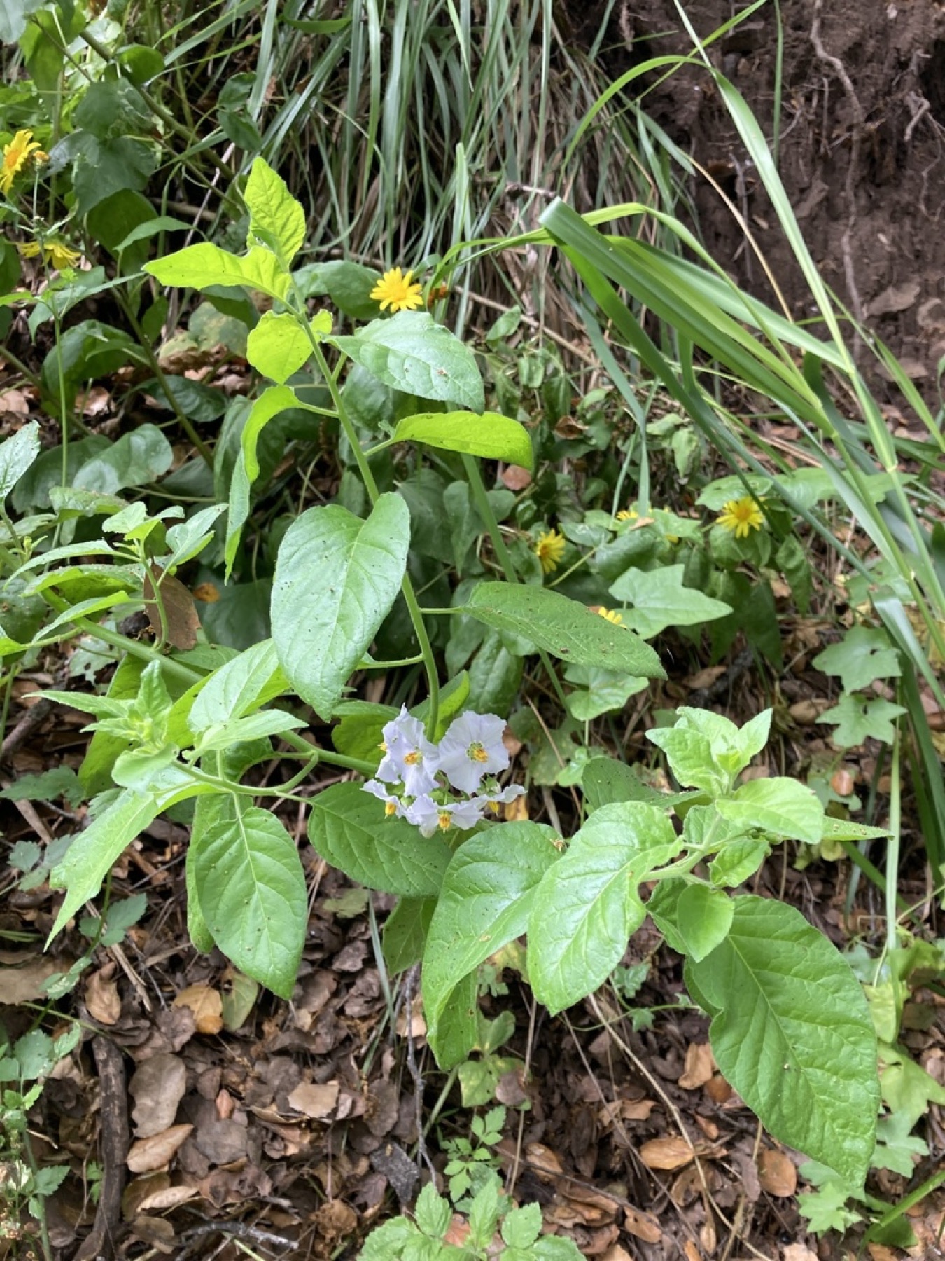 Purple Nightshade — photo 14