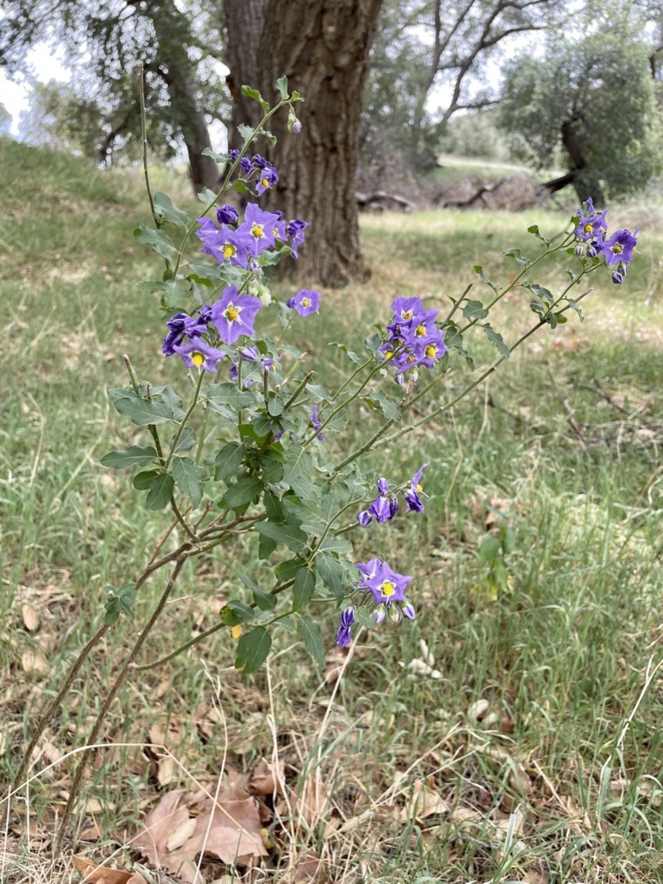 Purple Nightshade — photo 15