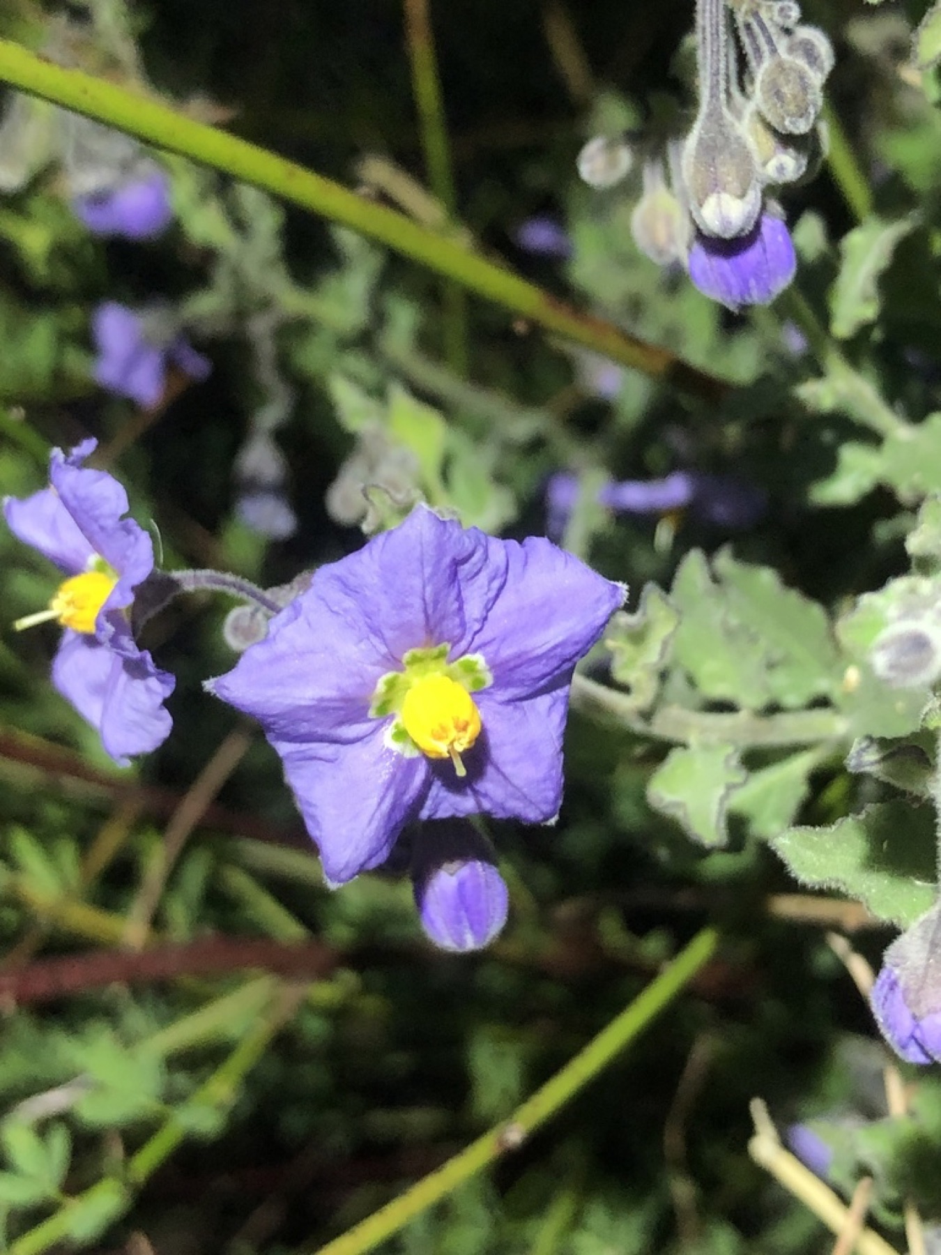 Purple Nightshade — photo 16