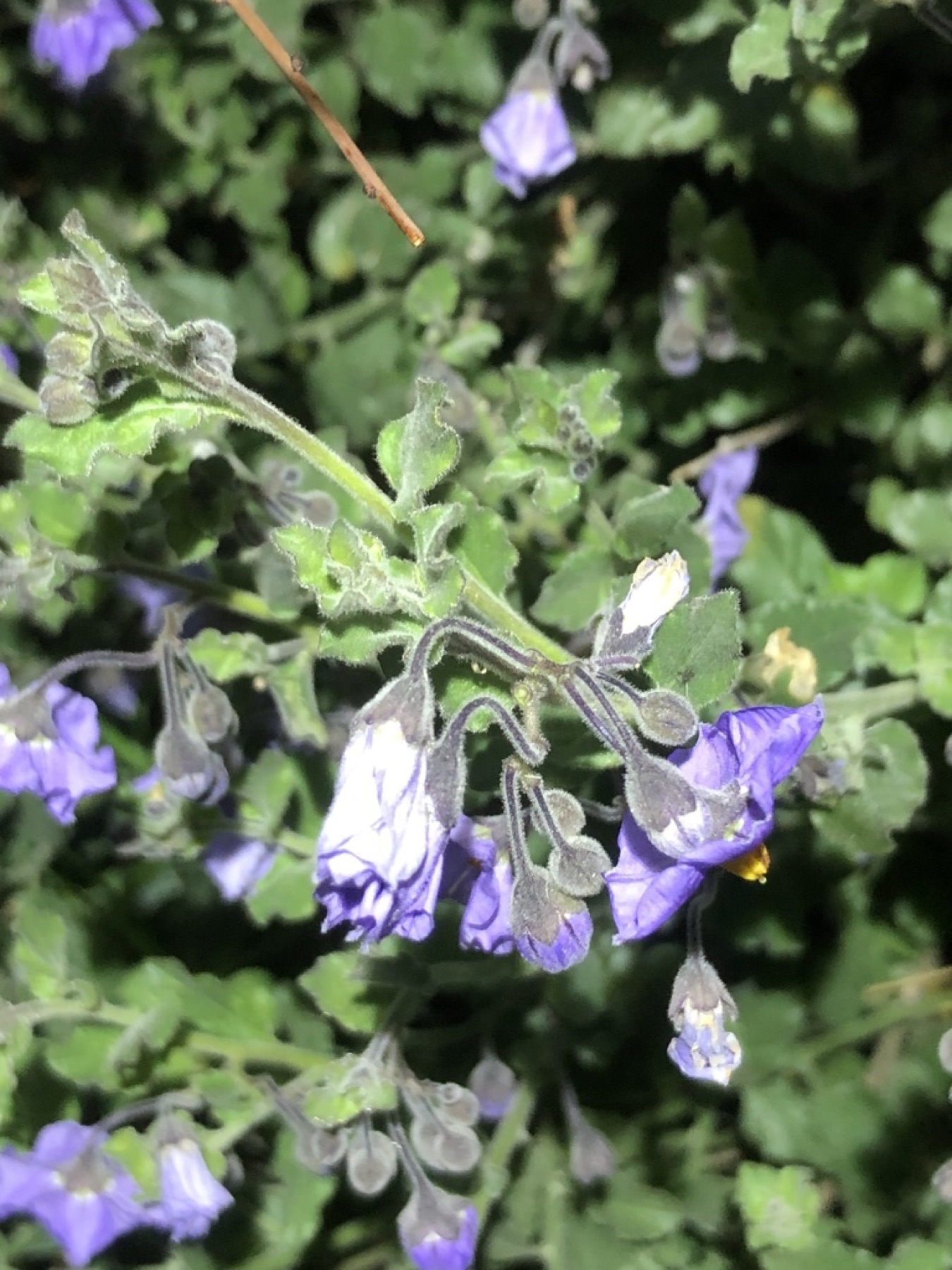 Purple Nightshade — photo 17