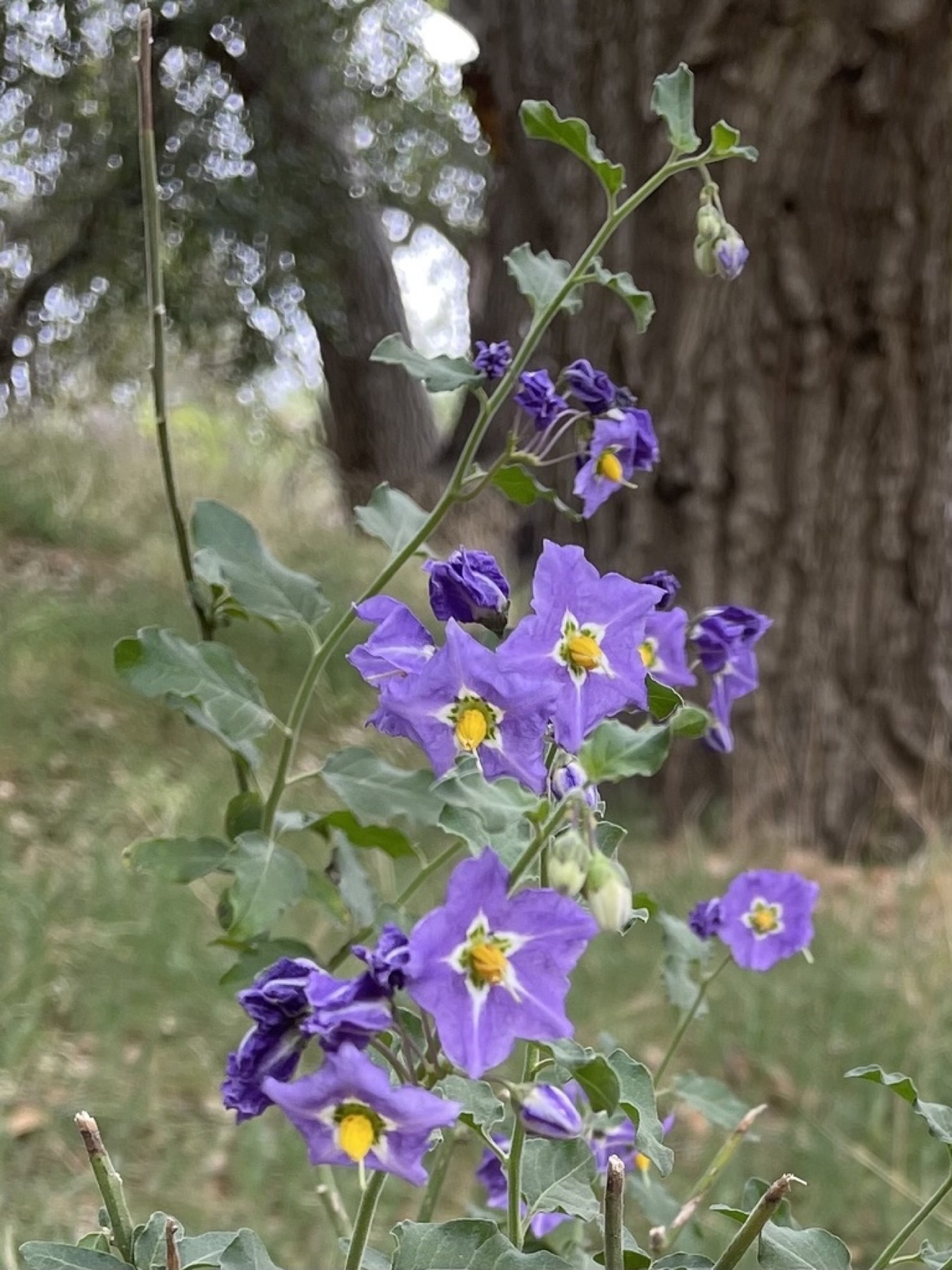 Purple Nightshade — photo 18