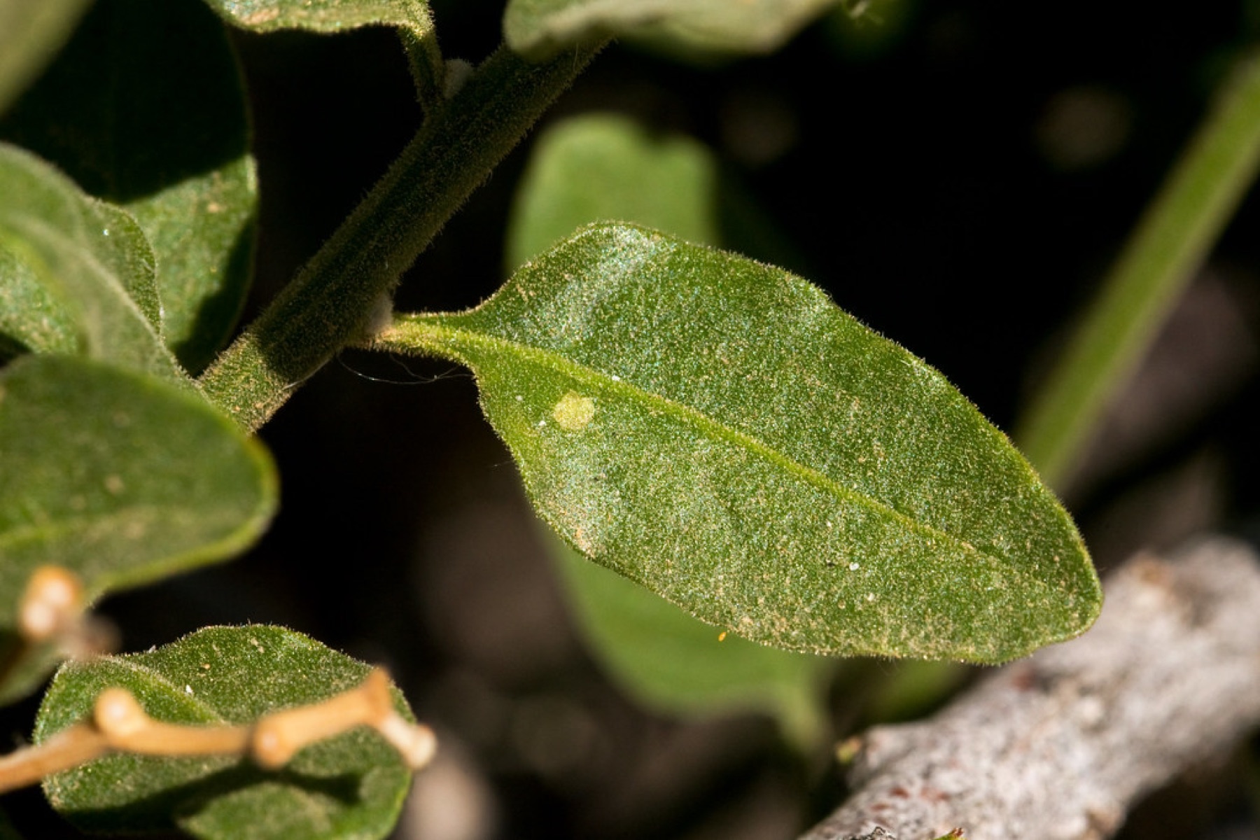 Purple Nightshade — photo 19