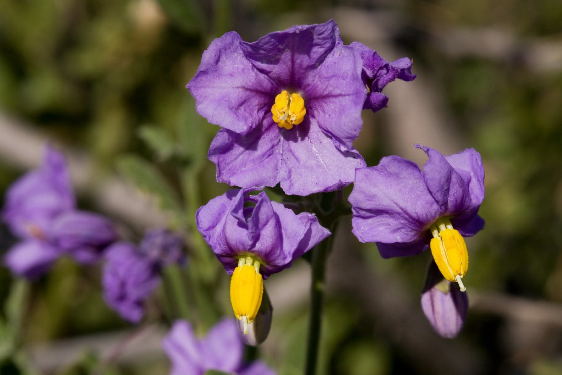 Purple Nightshade — photo 20