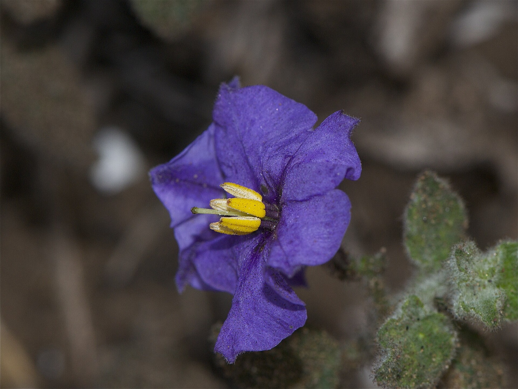 Purple Nightshade — photo 21