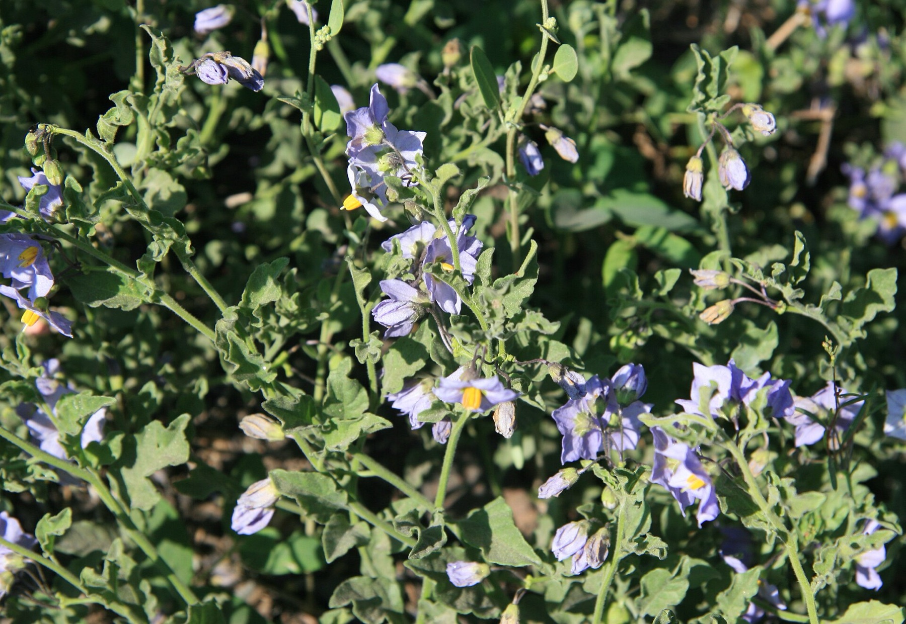Purple Nightshade — photo 22