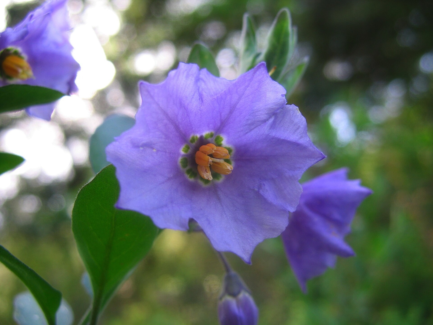 Purple Nightshade — photo 23