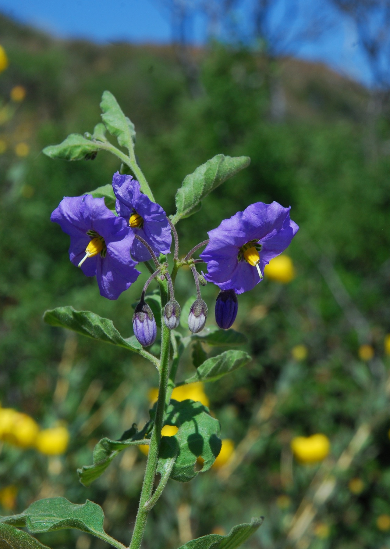 Purple Nightshade — photo 24