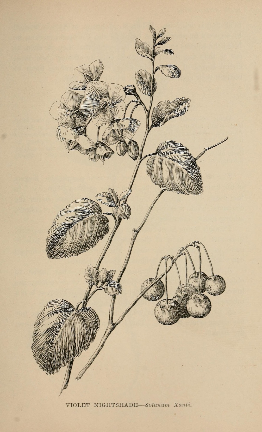 Purple Nightshade