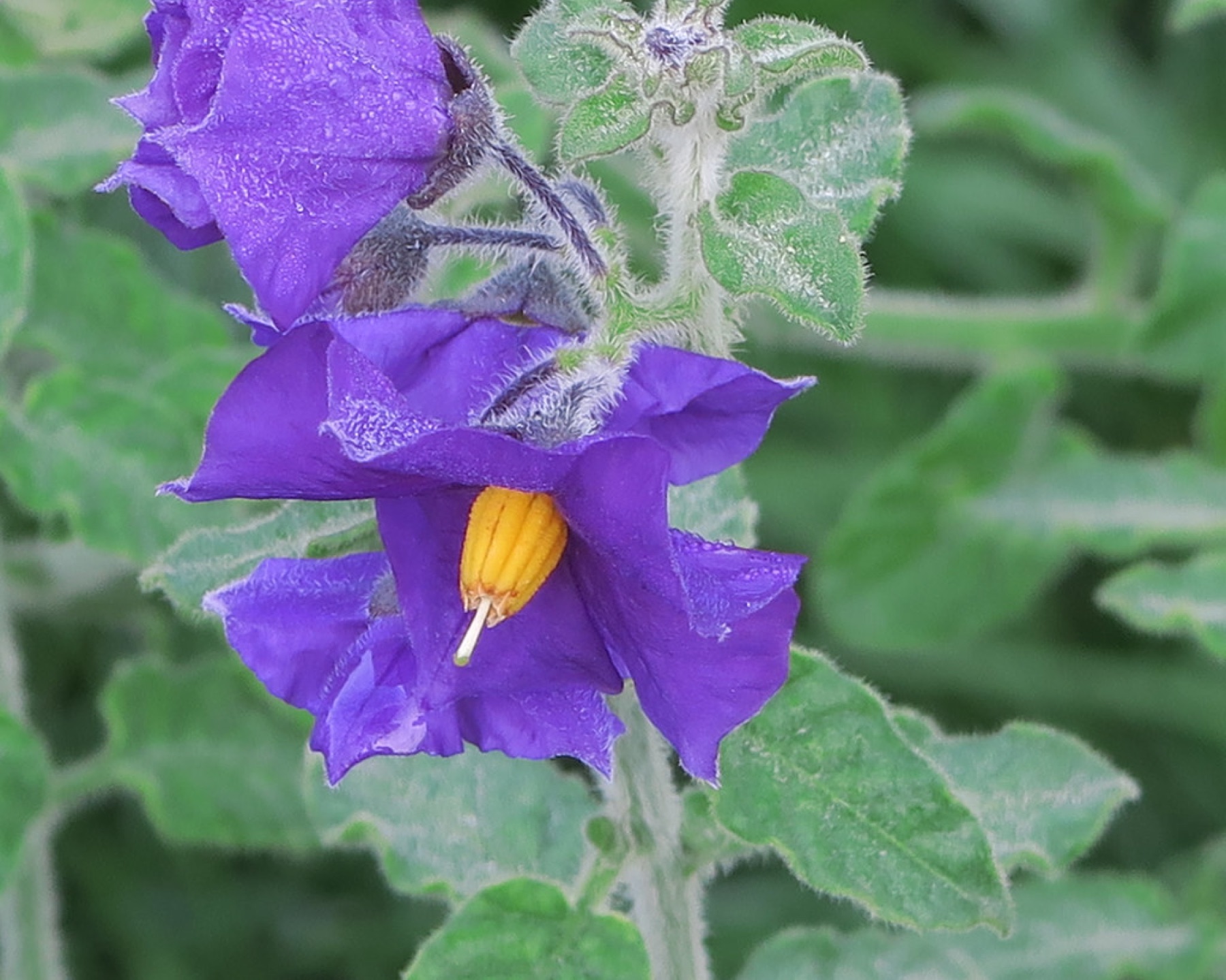 Purple Nightshade — photo 2