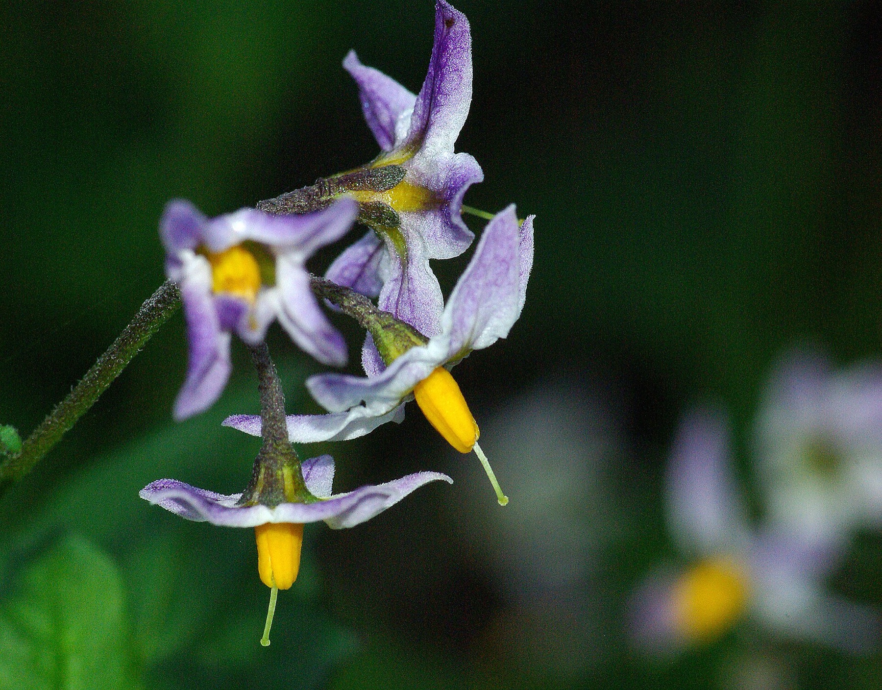 Purple Nightshade — photo 3