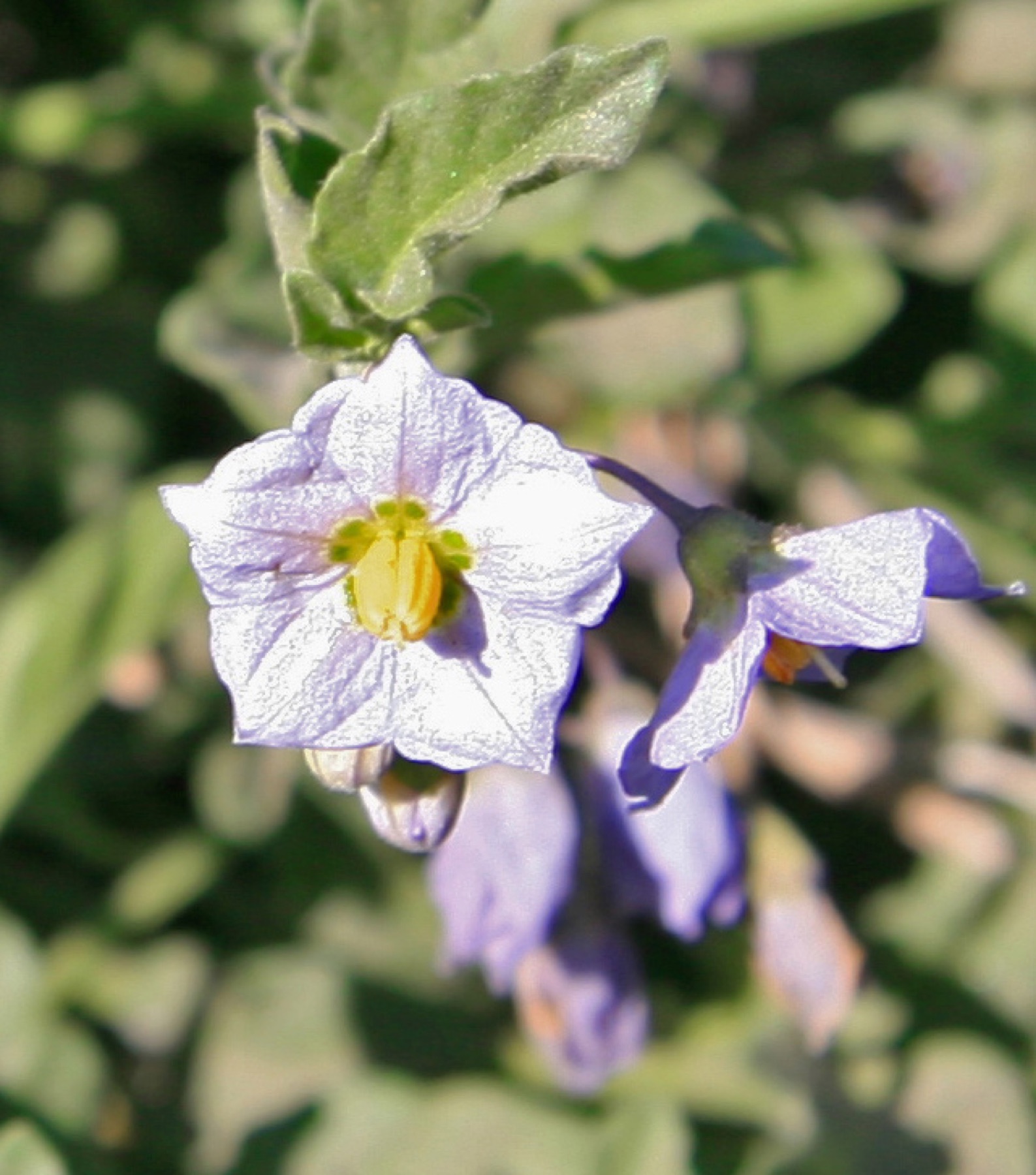 Purple Nightshade — photo 4