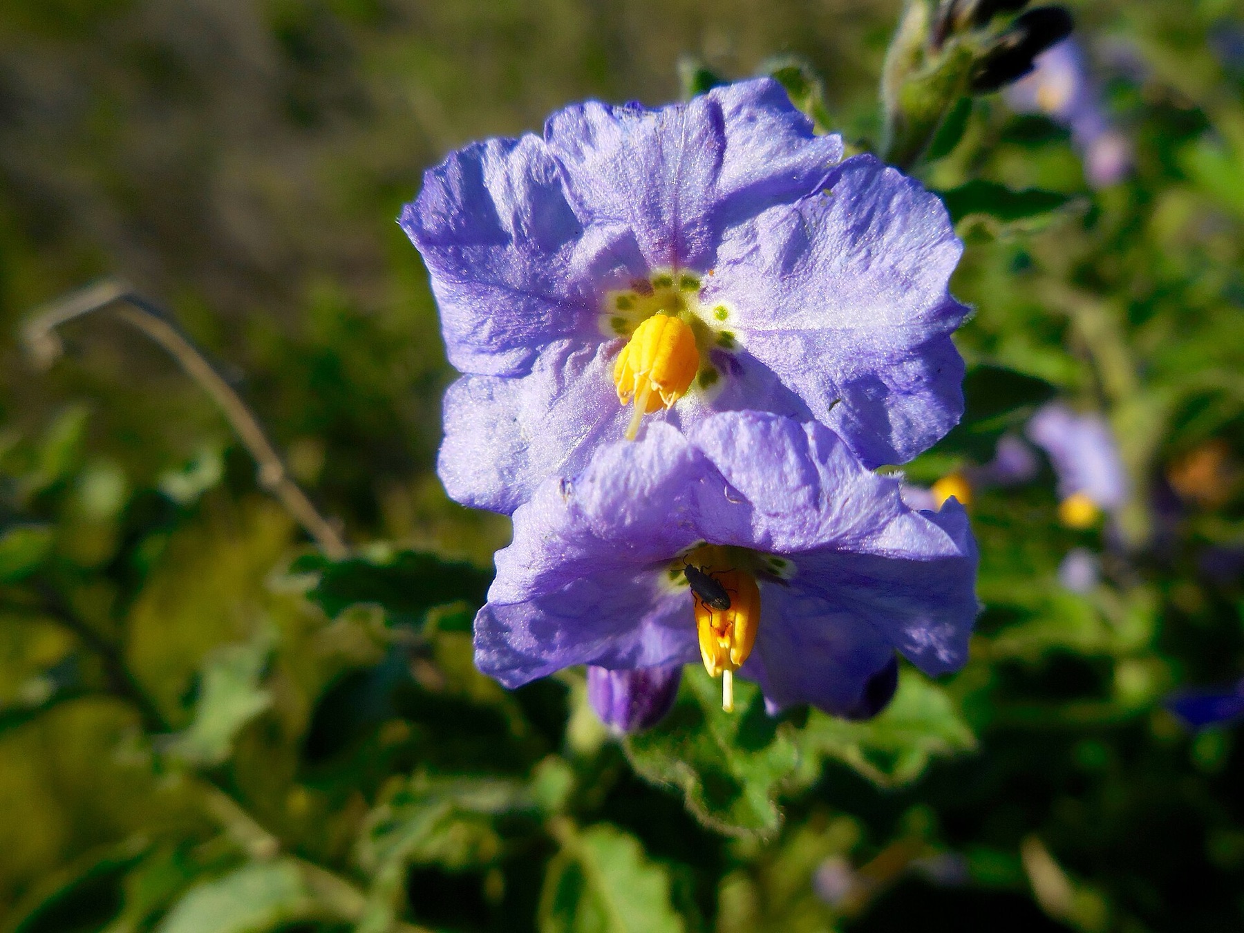 Purple Nightshade — photo 5