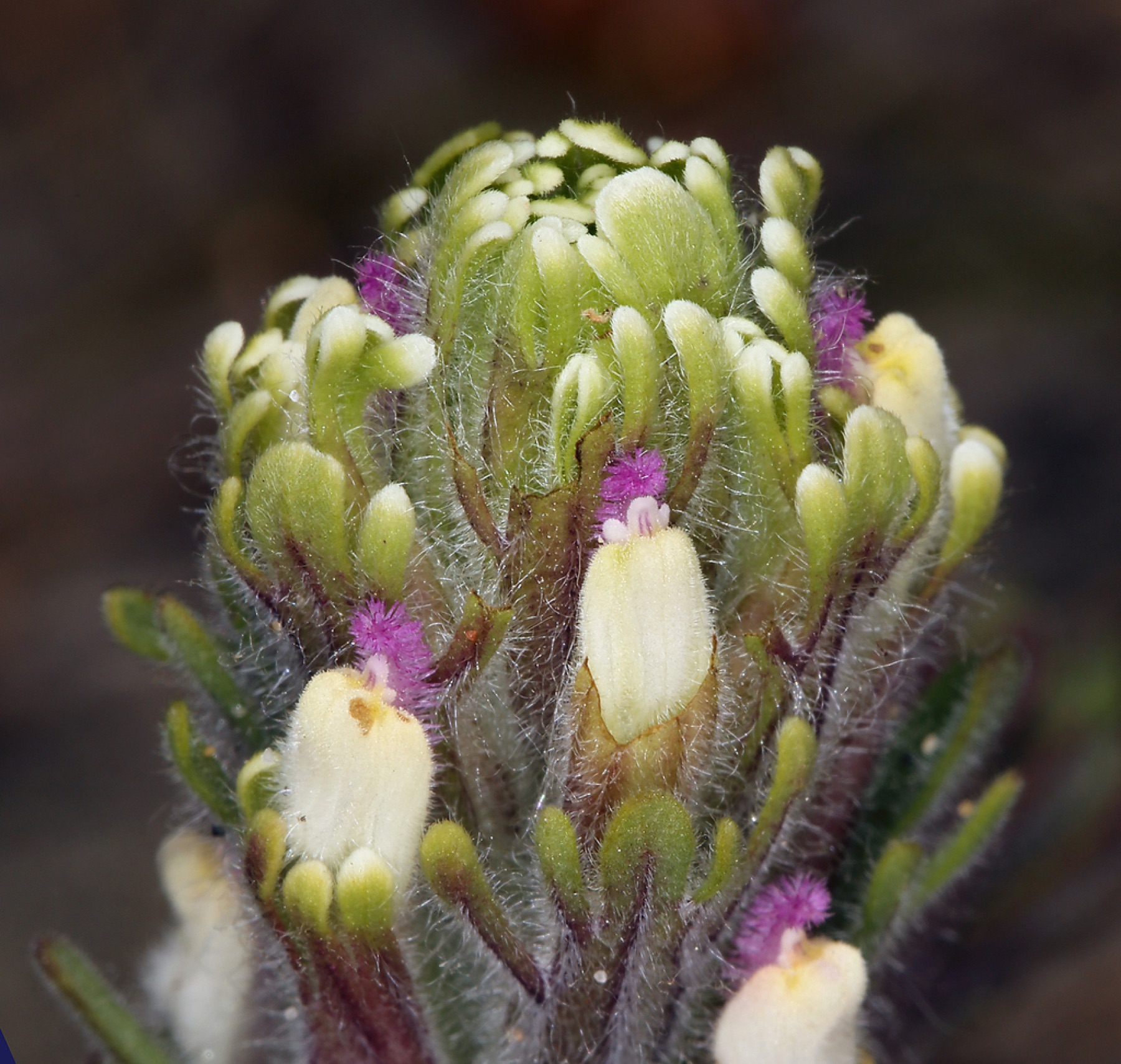 Purple Owl's-clover — photo 6