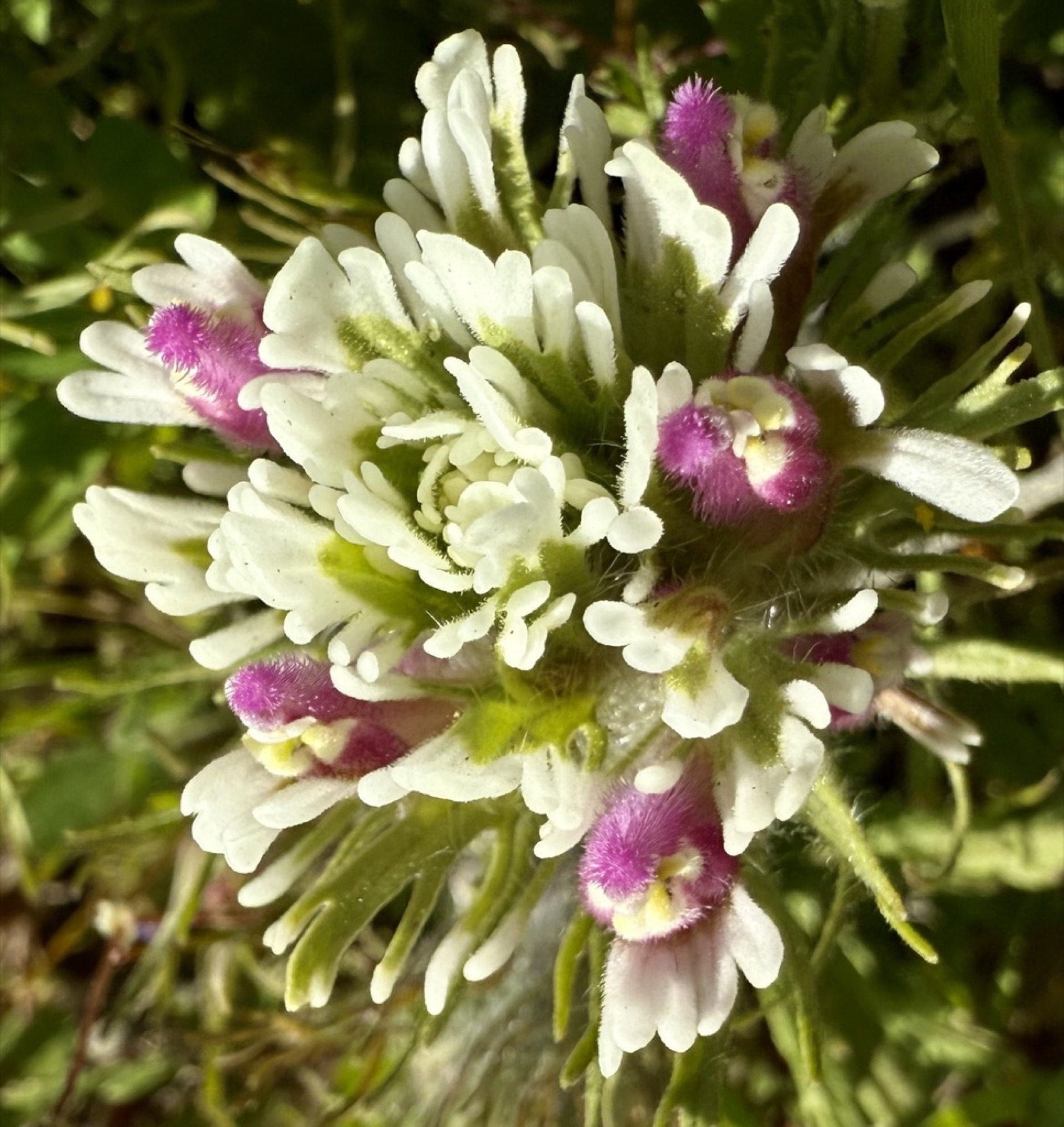Purple Owl's-clover — photo 7