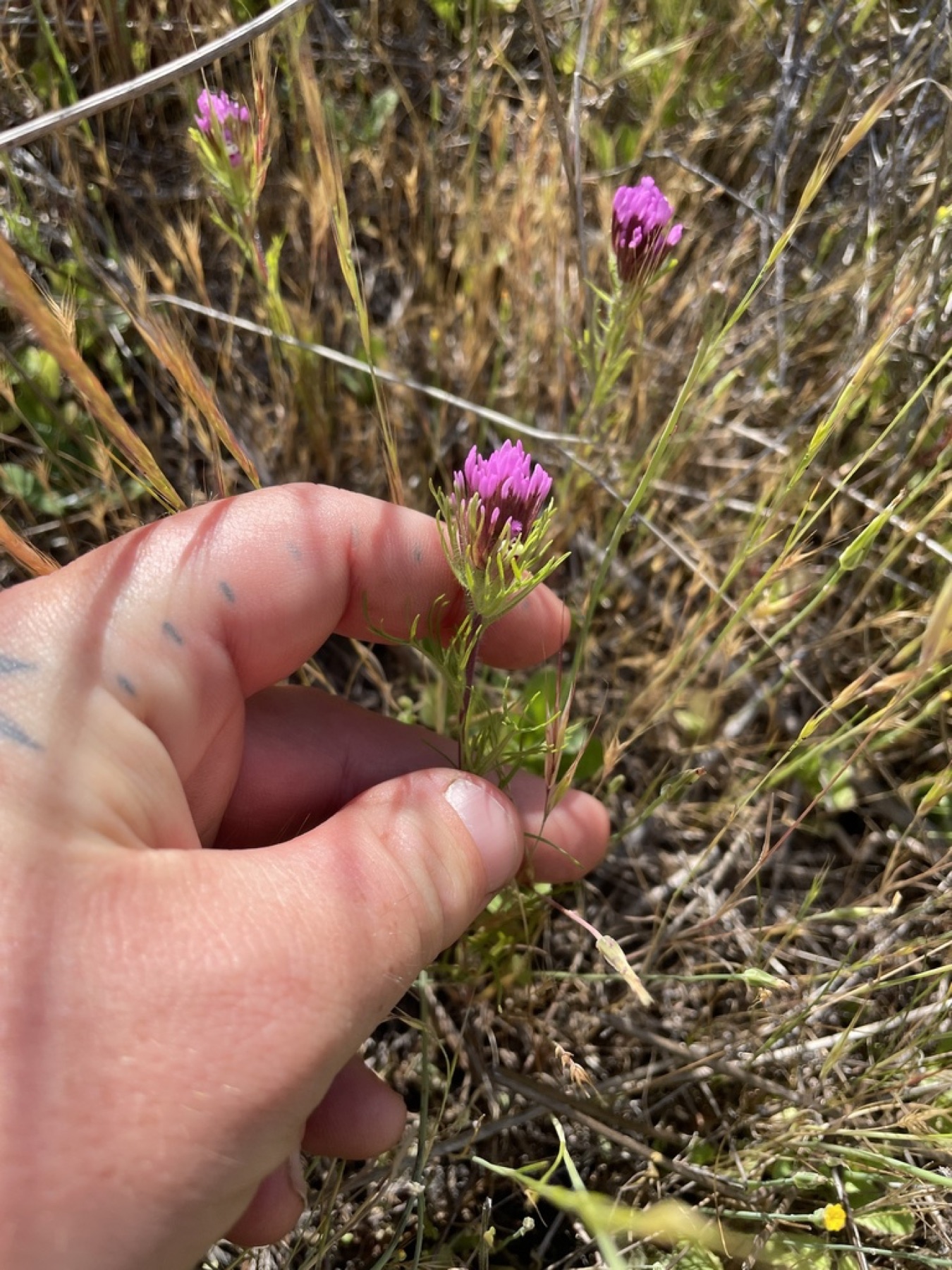 Purple Owl's-clover — photo 8