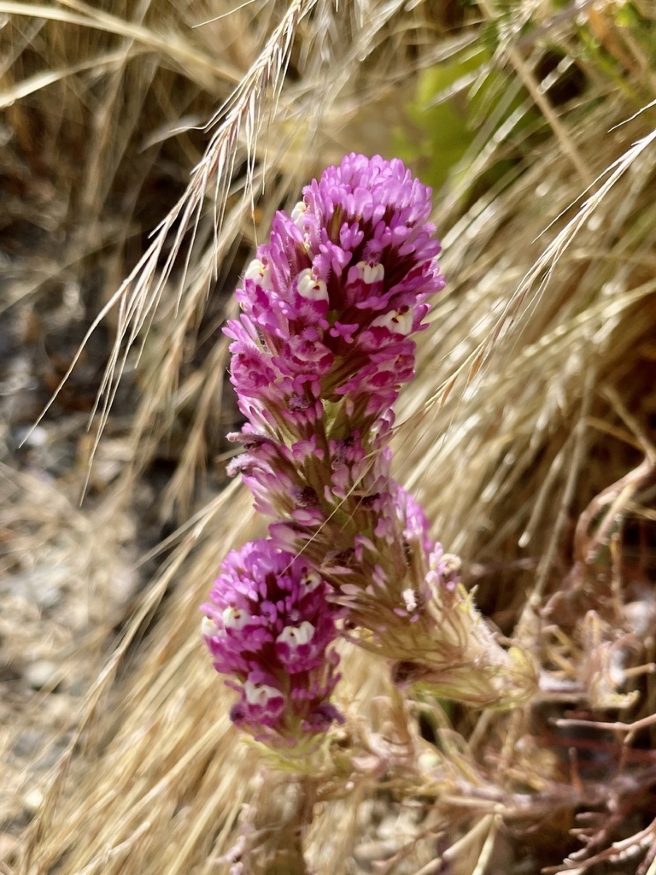Purple Owl's-clover — photo 9