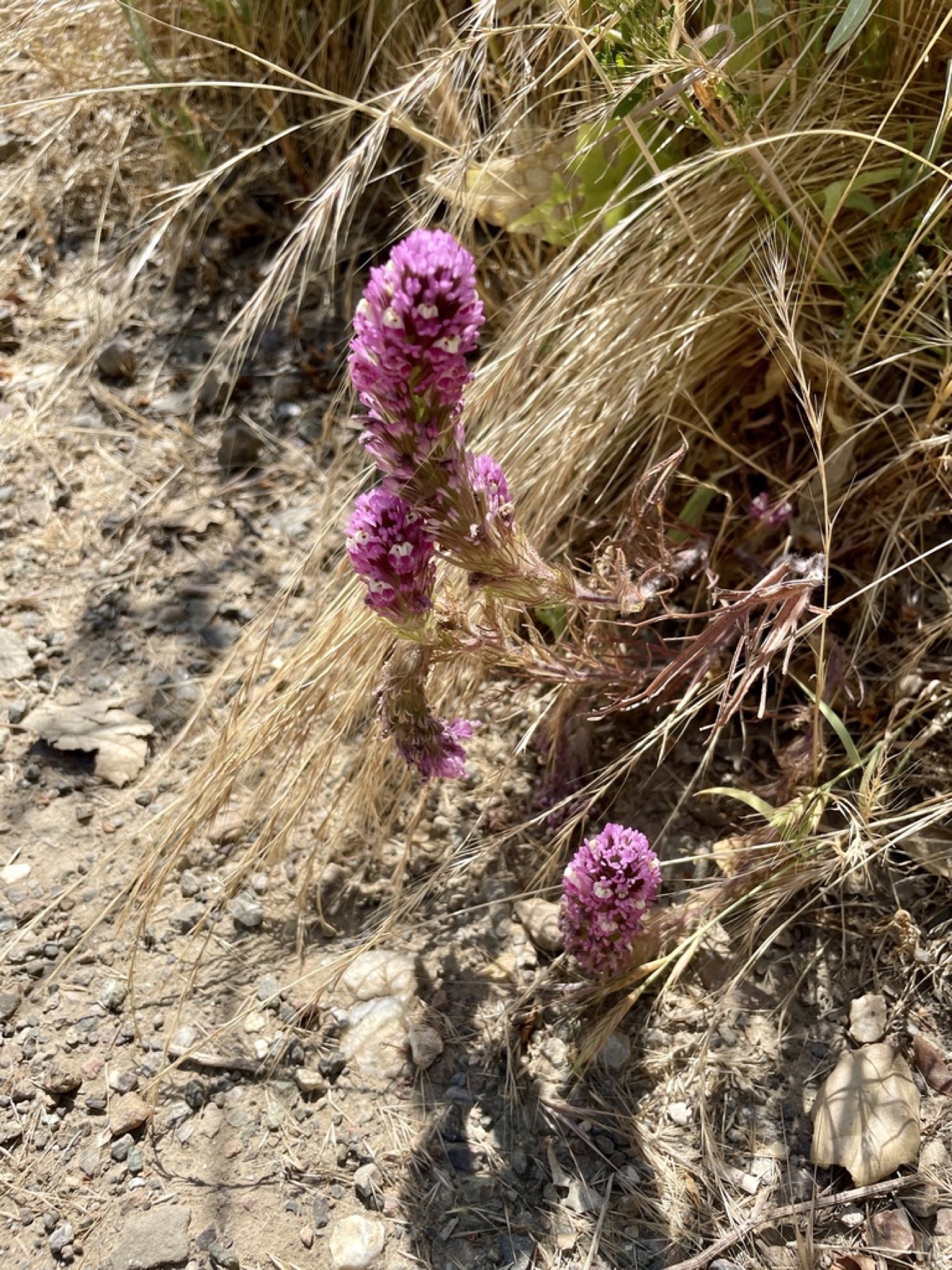Purple Owl's-clover — photo 10