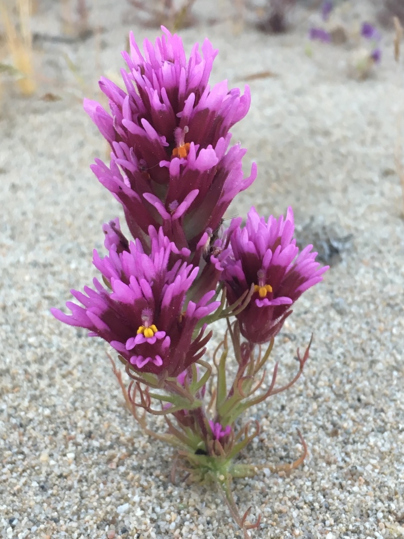 Purple Owl's-clover — photo 11