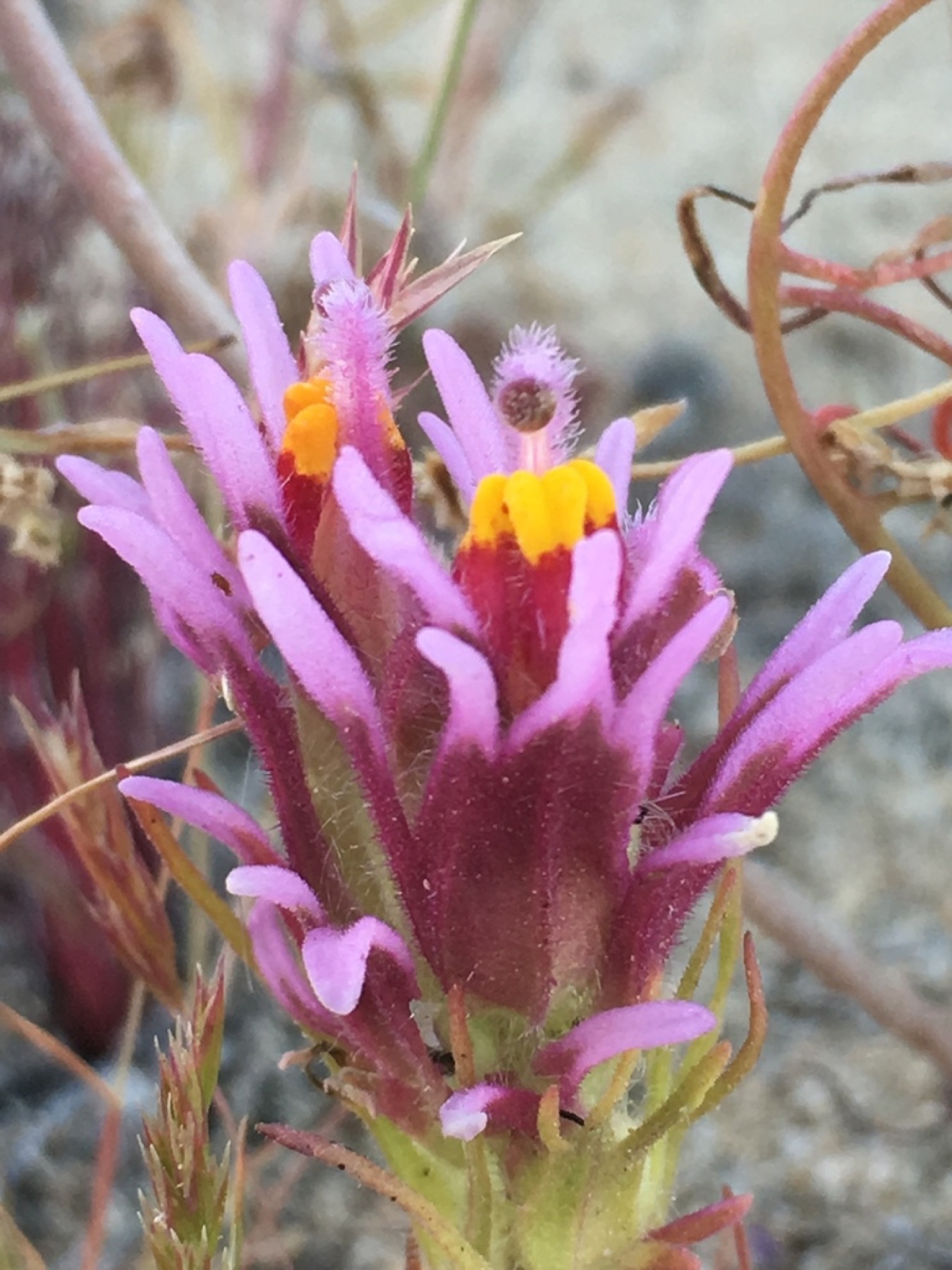 Purple Owl's-clover — photo 12