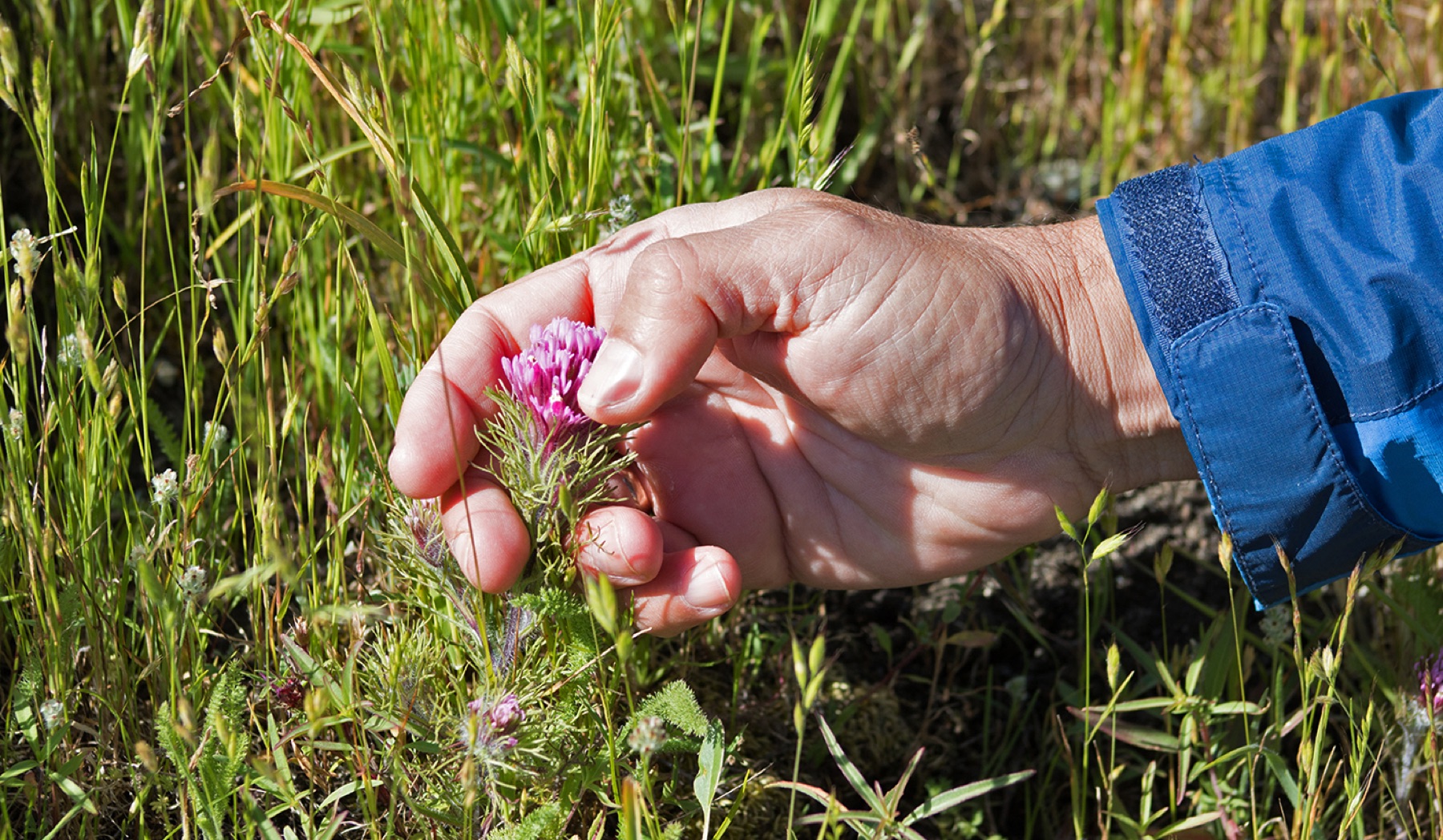 Purple Owl's-clover — photo 13