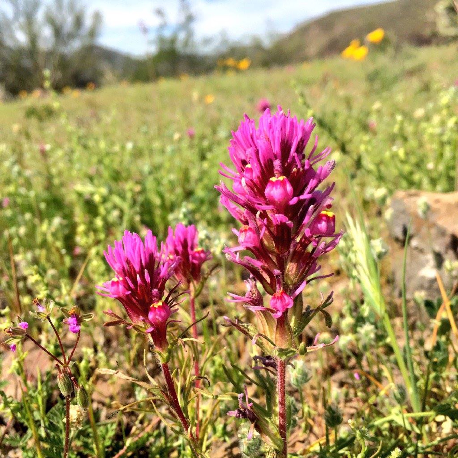 Purple Owl's-clover — photo 14