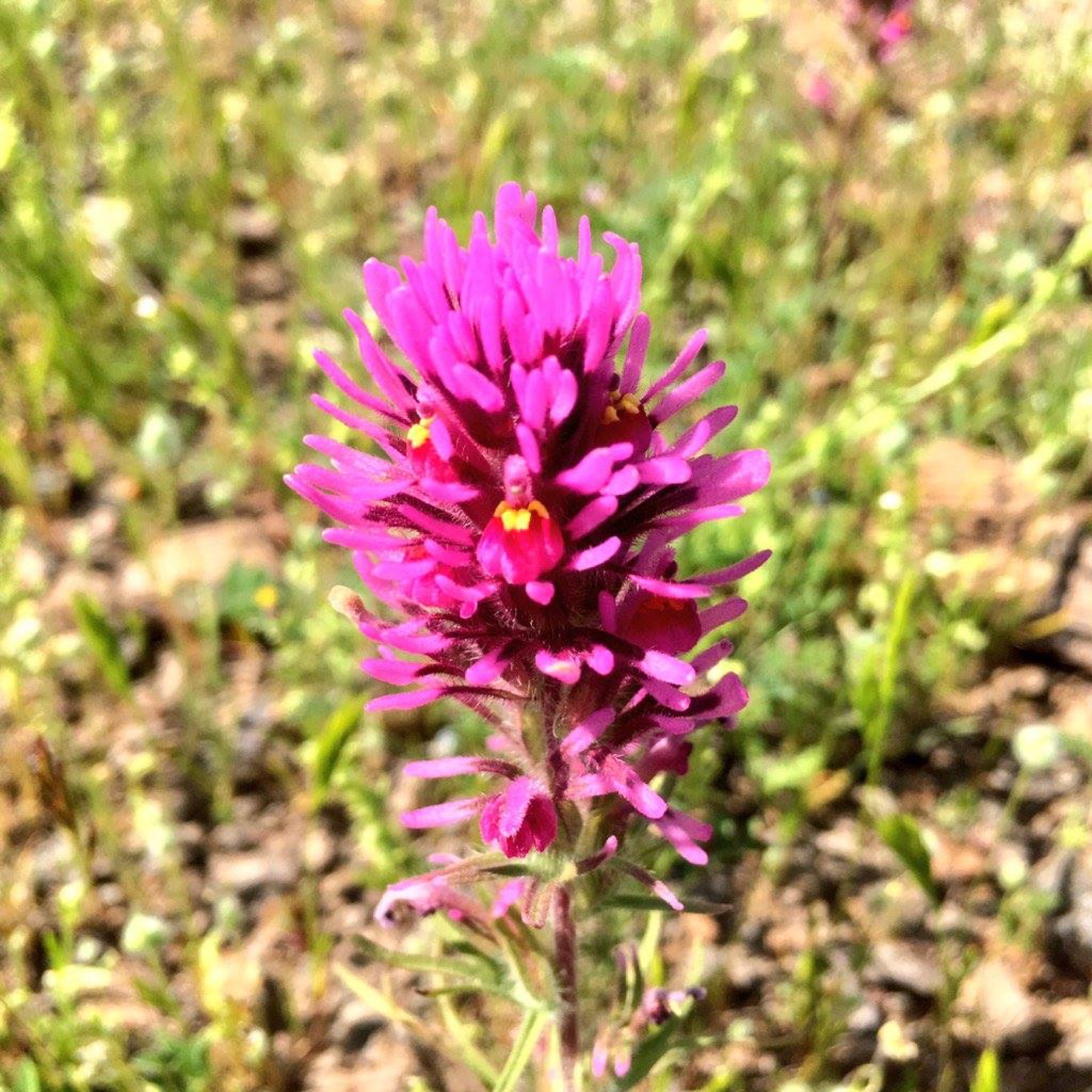 Purple Owl's-clover — photo 15