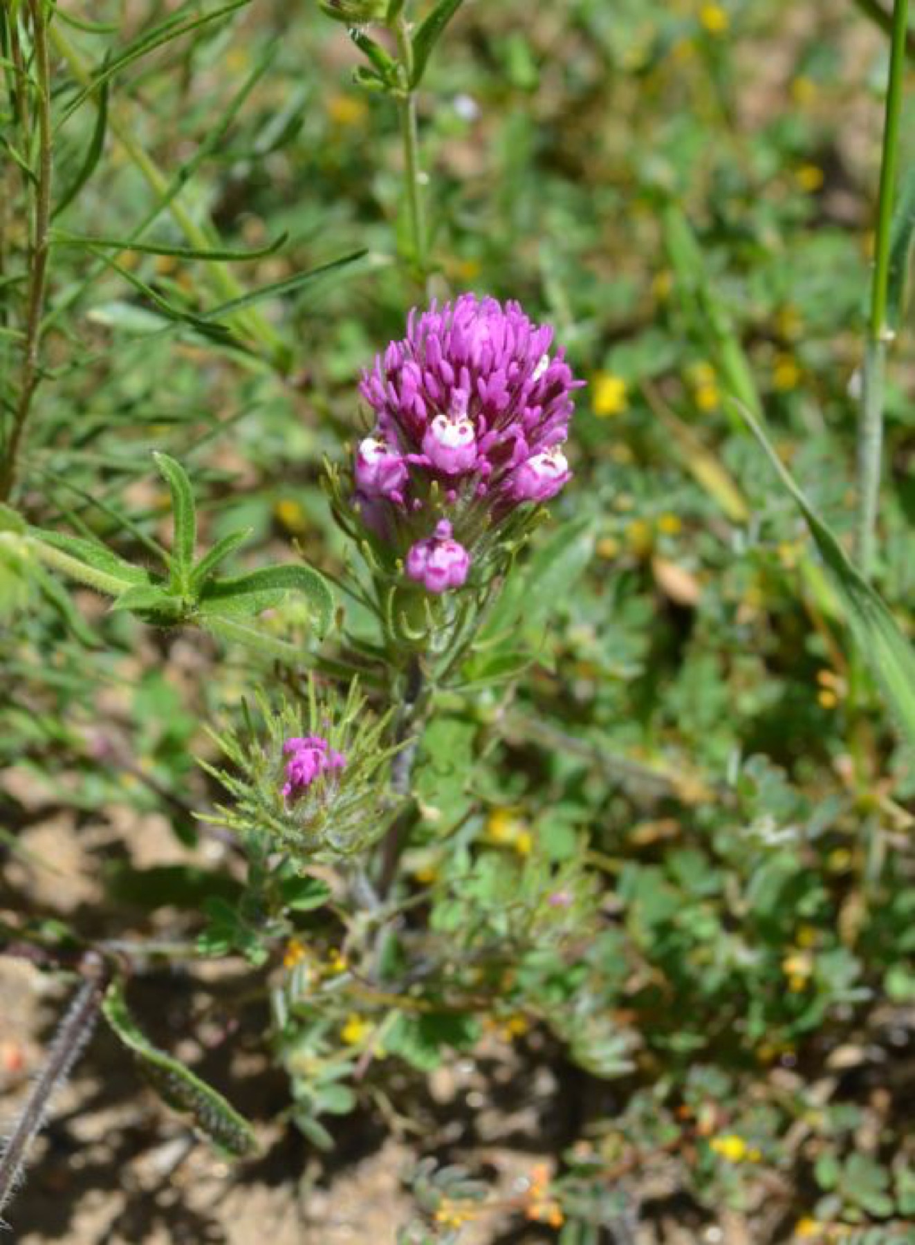 Purple Owl's-clover — photo 16