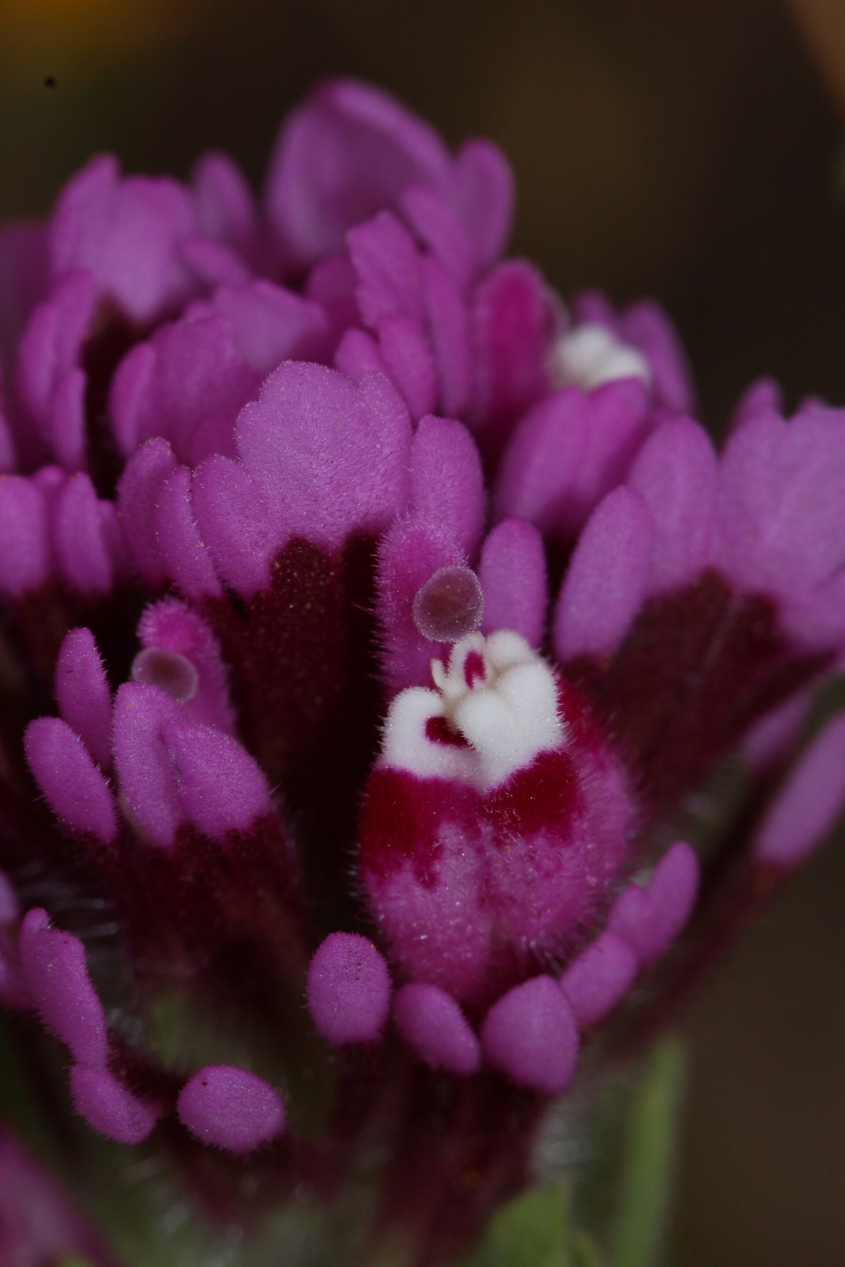 Purple Owl's-clover — photo 18