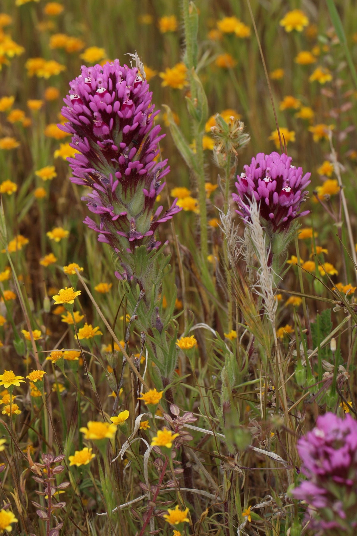 Purple Owl's-clover — photo 19