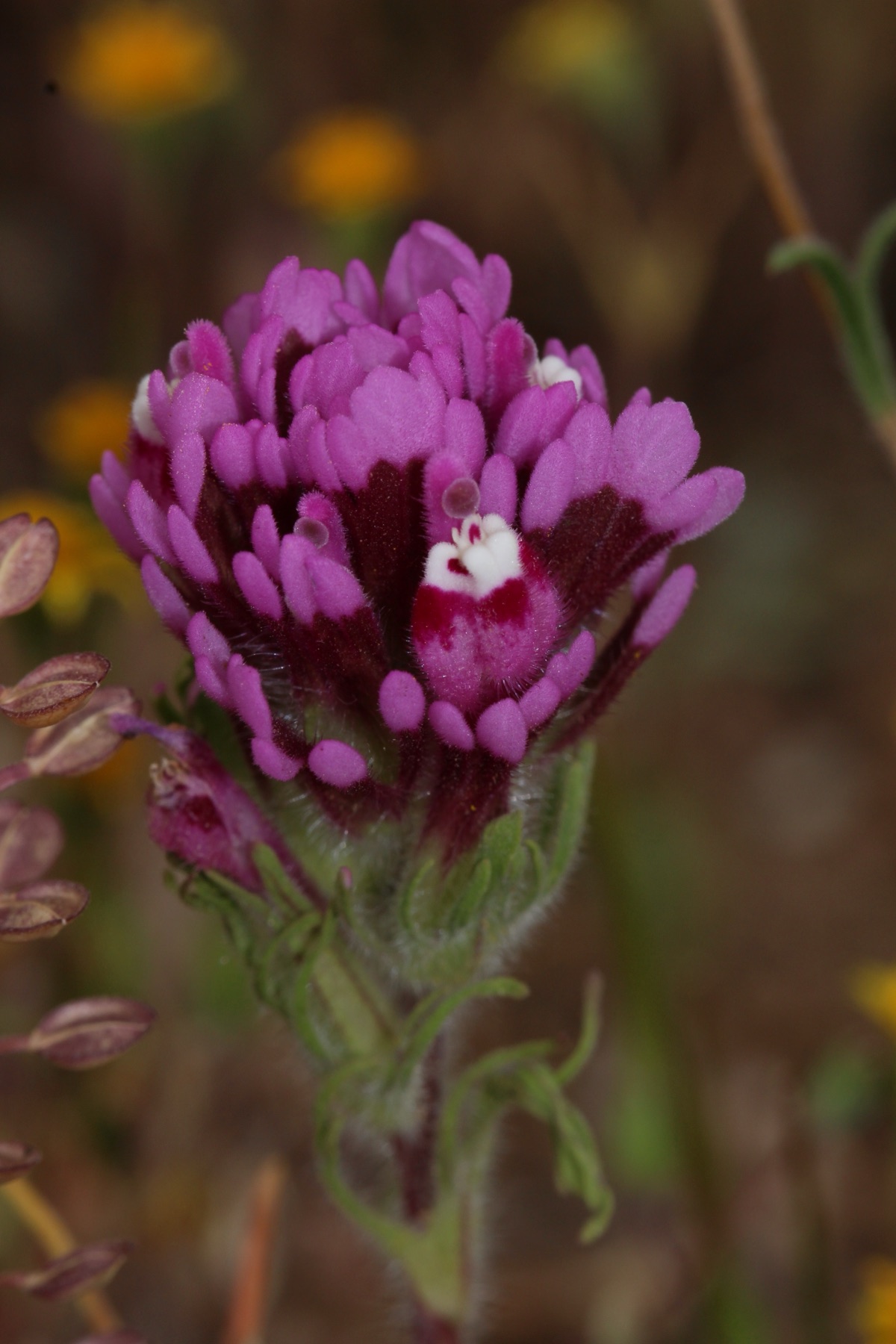 Purple Owl's-clover — photo 20