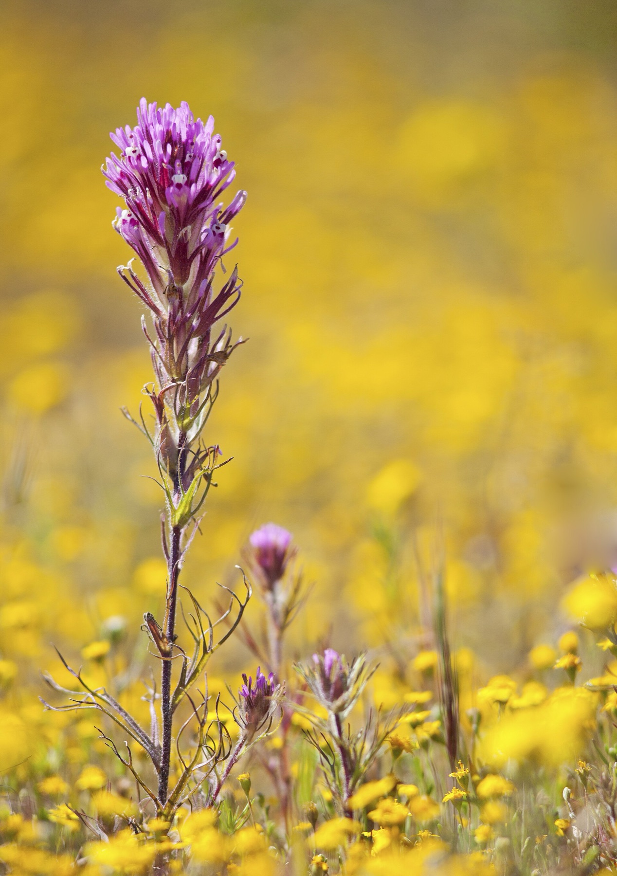Purple Owl's-clover — photo 21