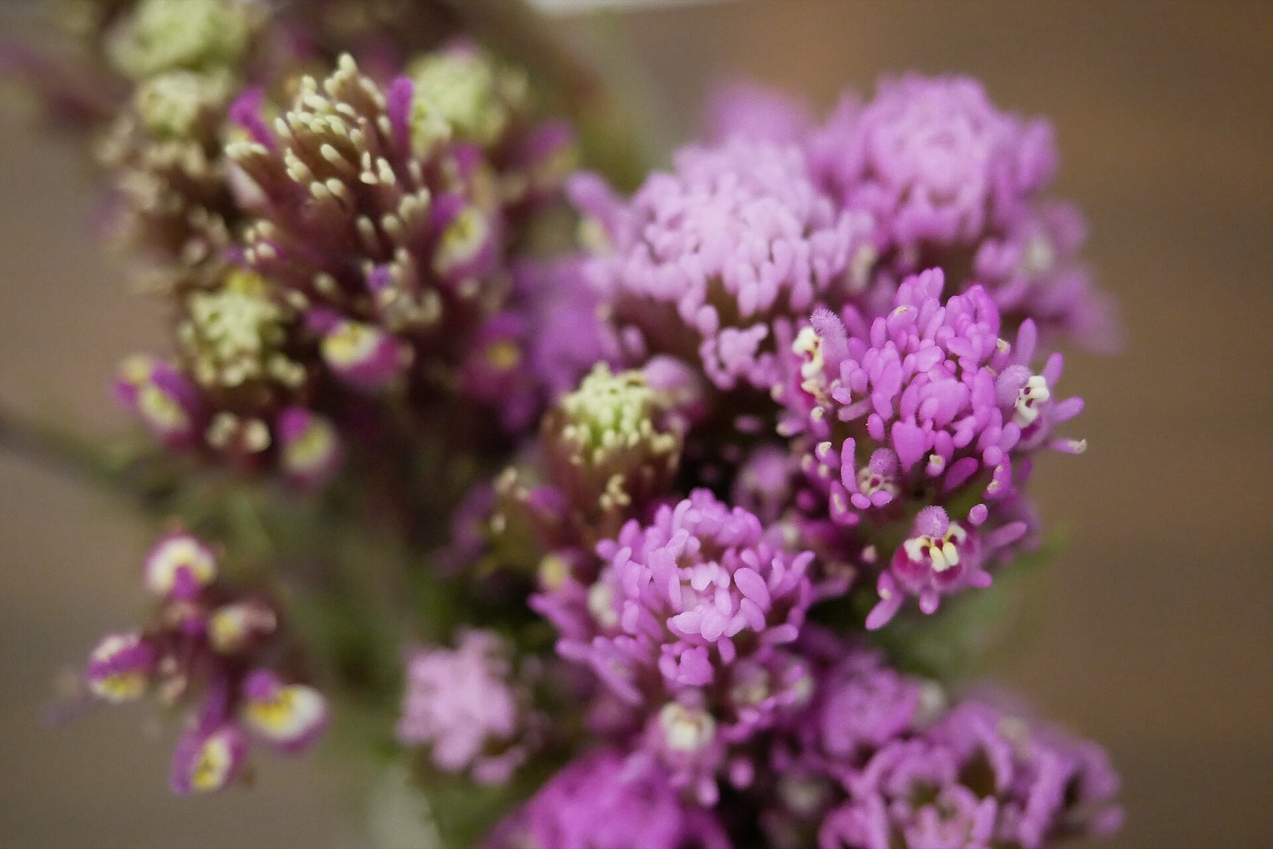 Purple Owl's-clover — photo 22