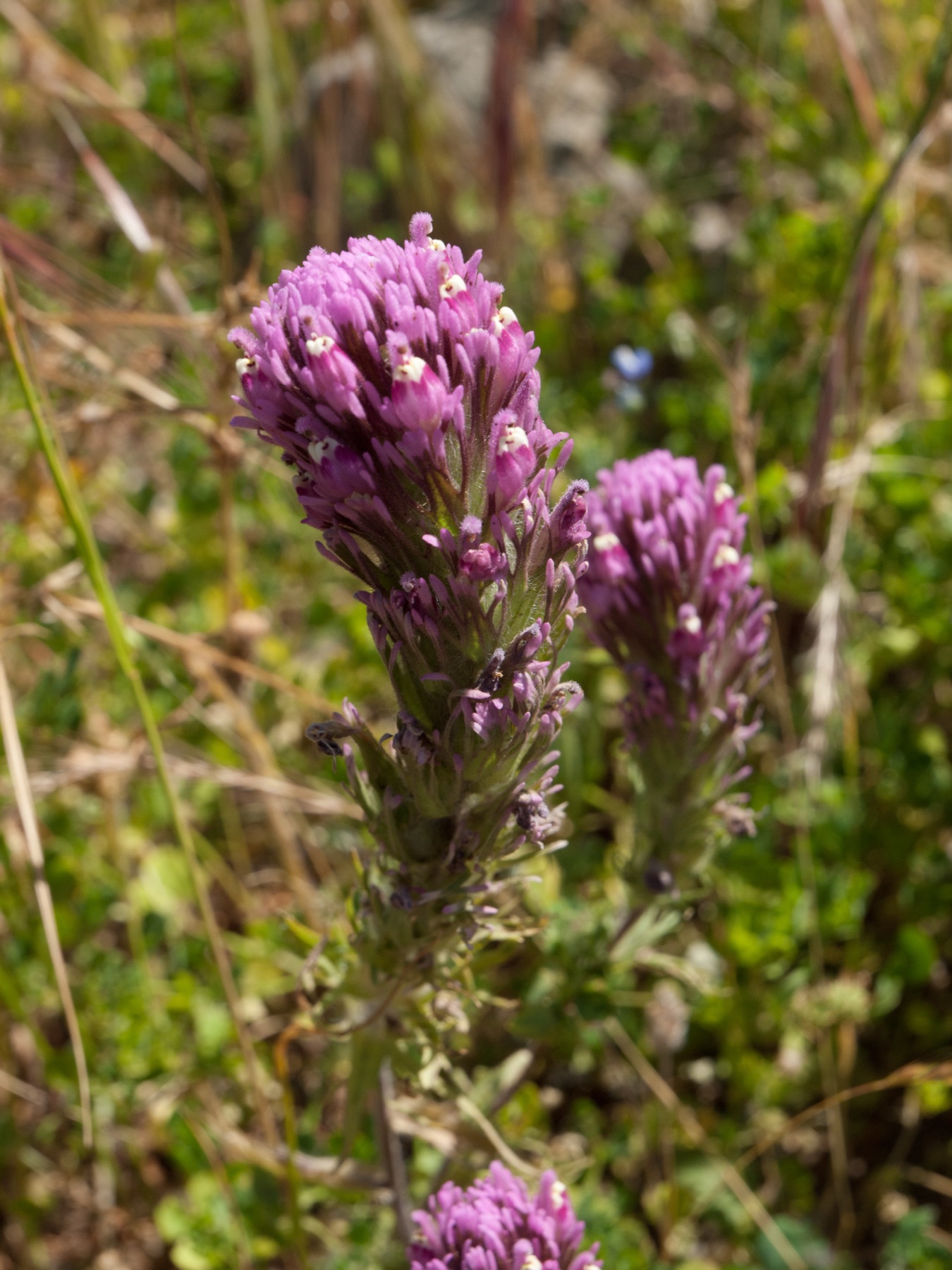 Purple Owl's-clover — photo 23