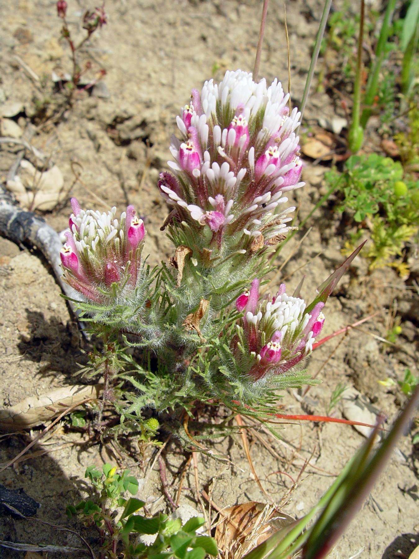 Purple Owl's-clover — photo 24